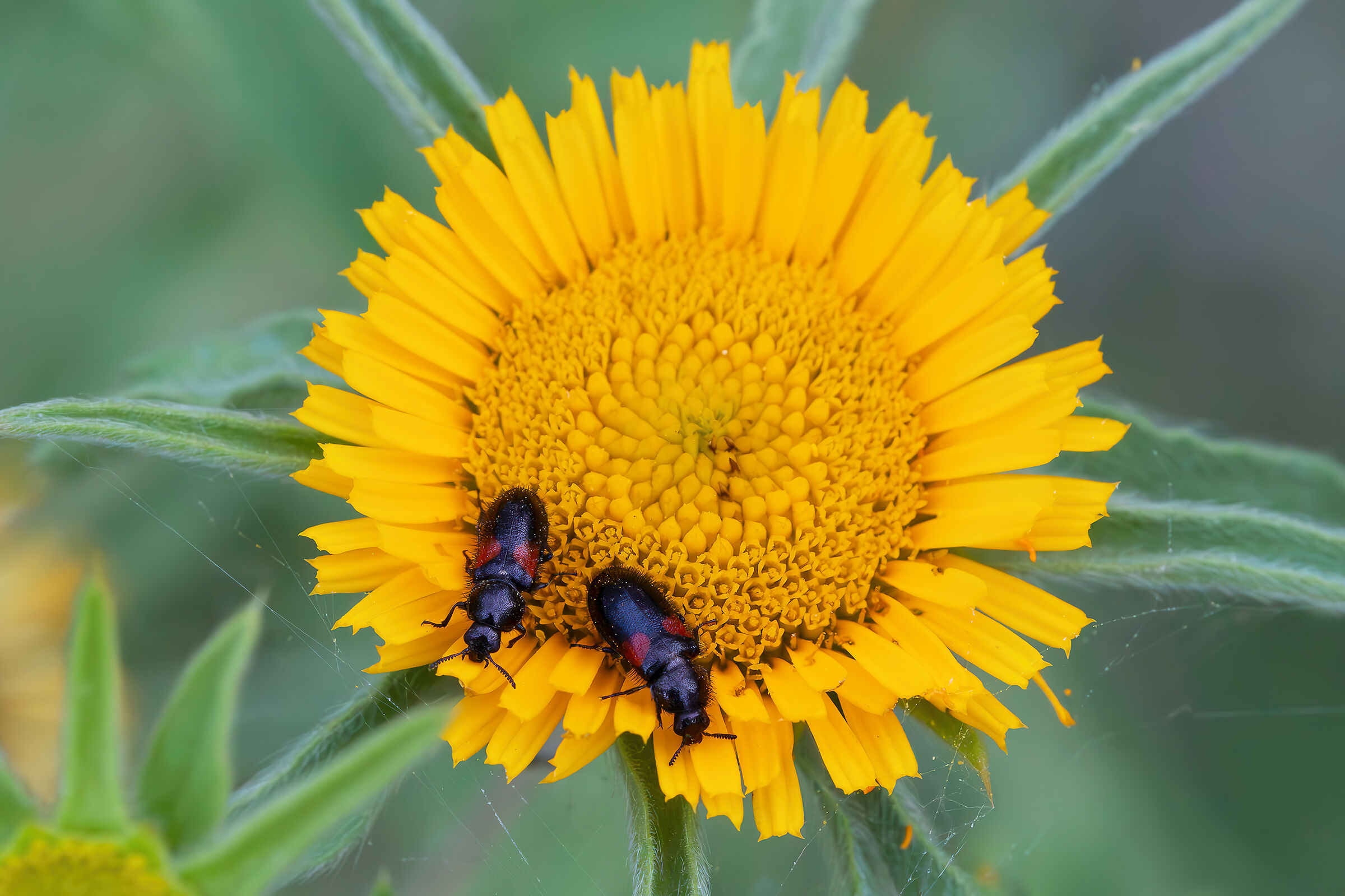 Divales bipustulatus