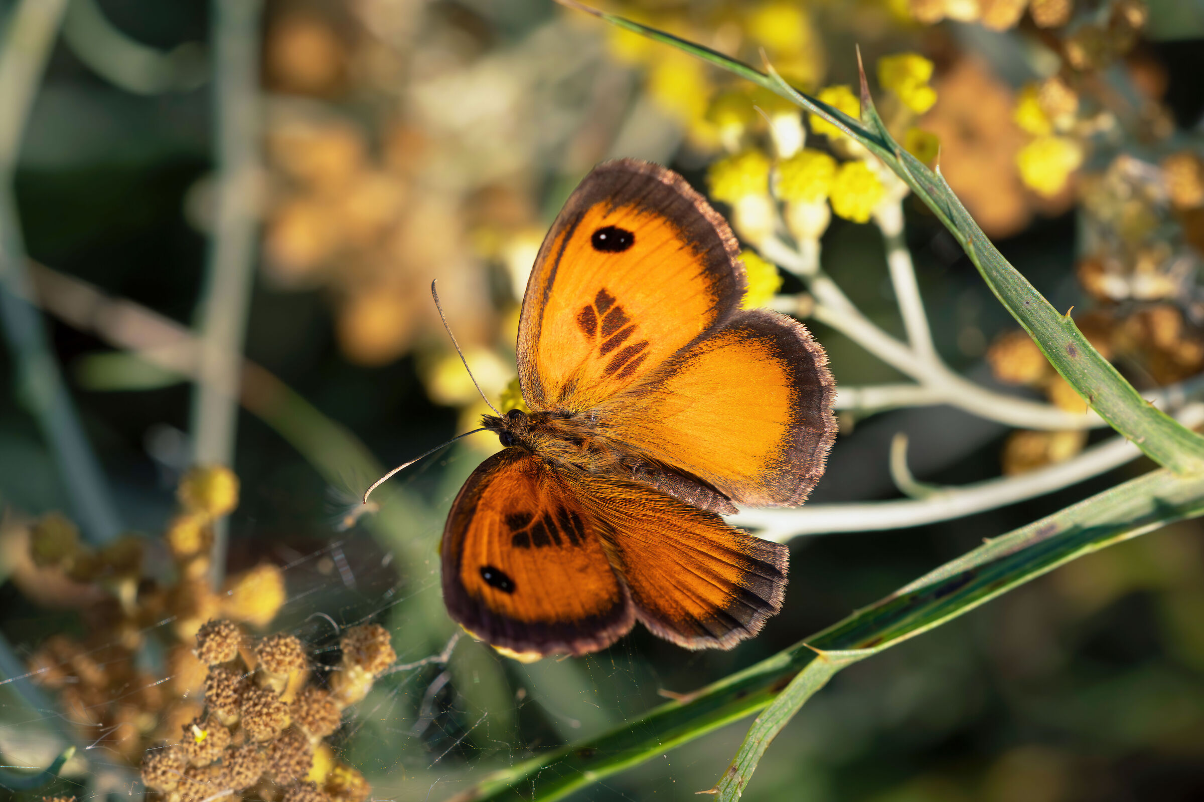 Pyronia (Idata) cecilia