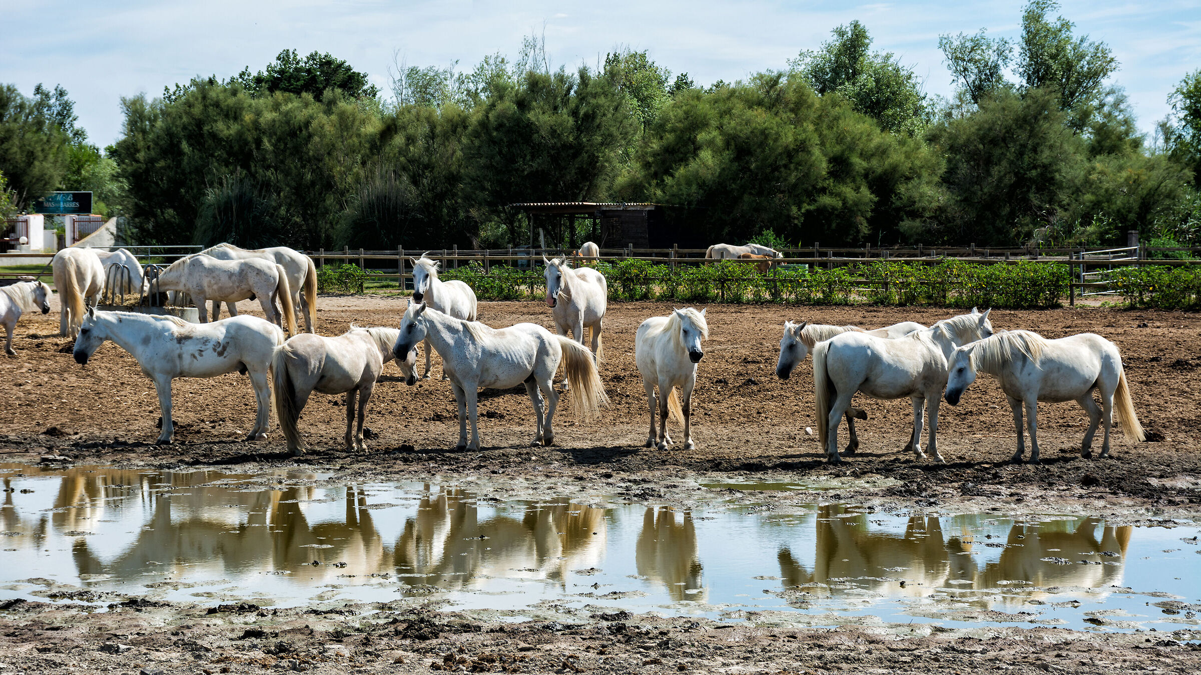I cavalli bianchi della Camargue