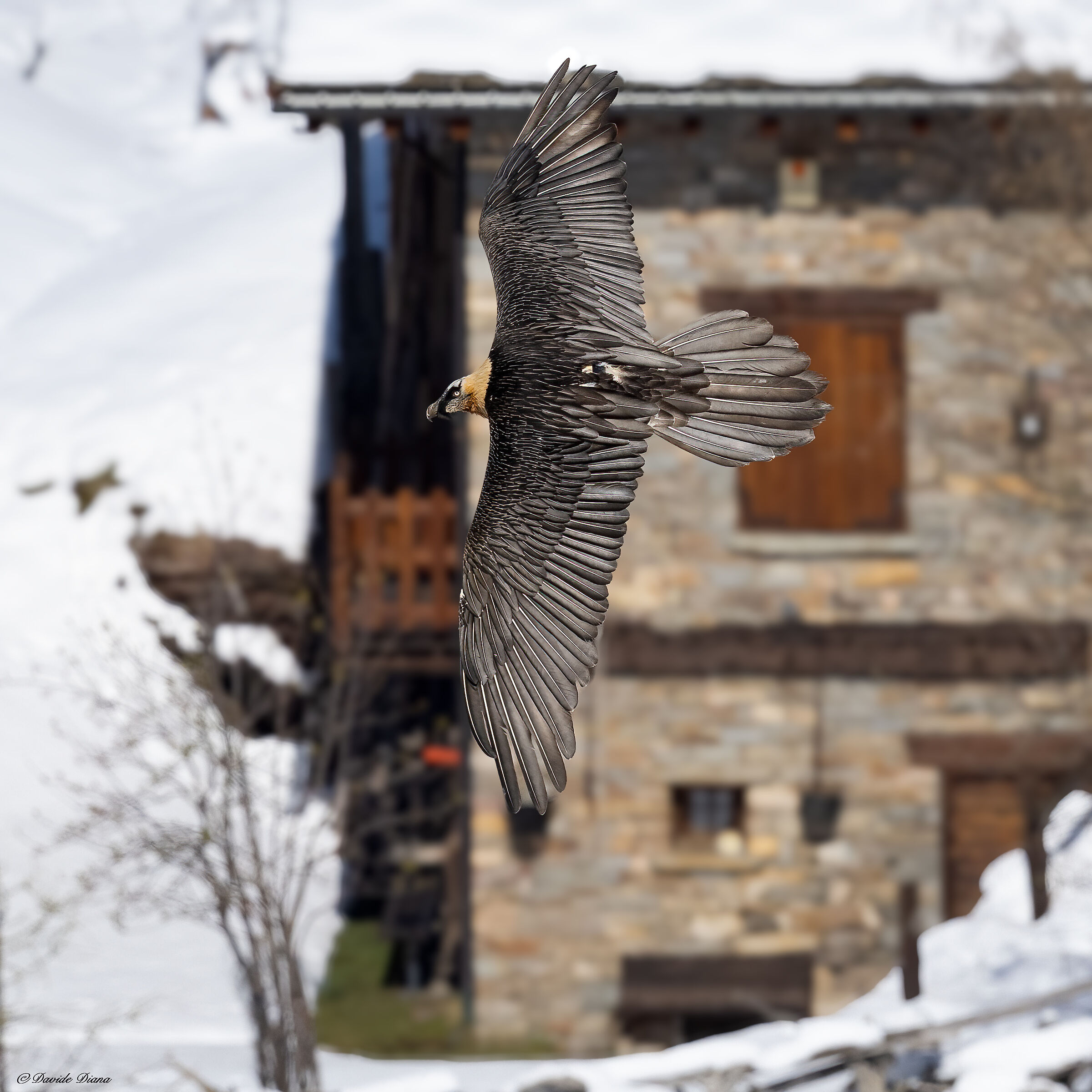 Gypaetus barbatus - Gran Paradiso National Park