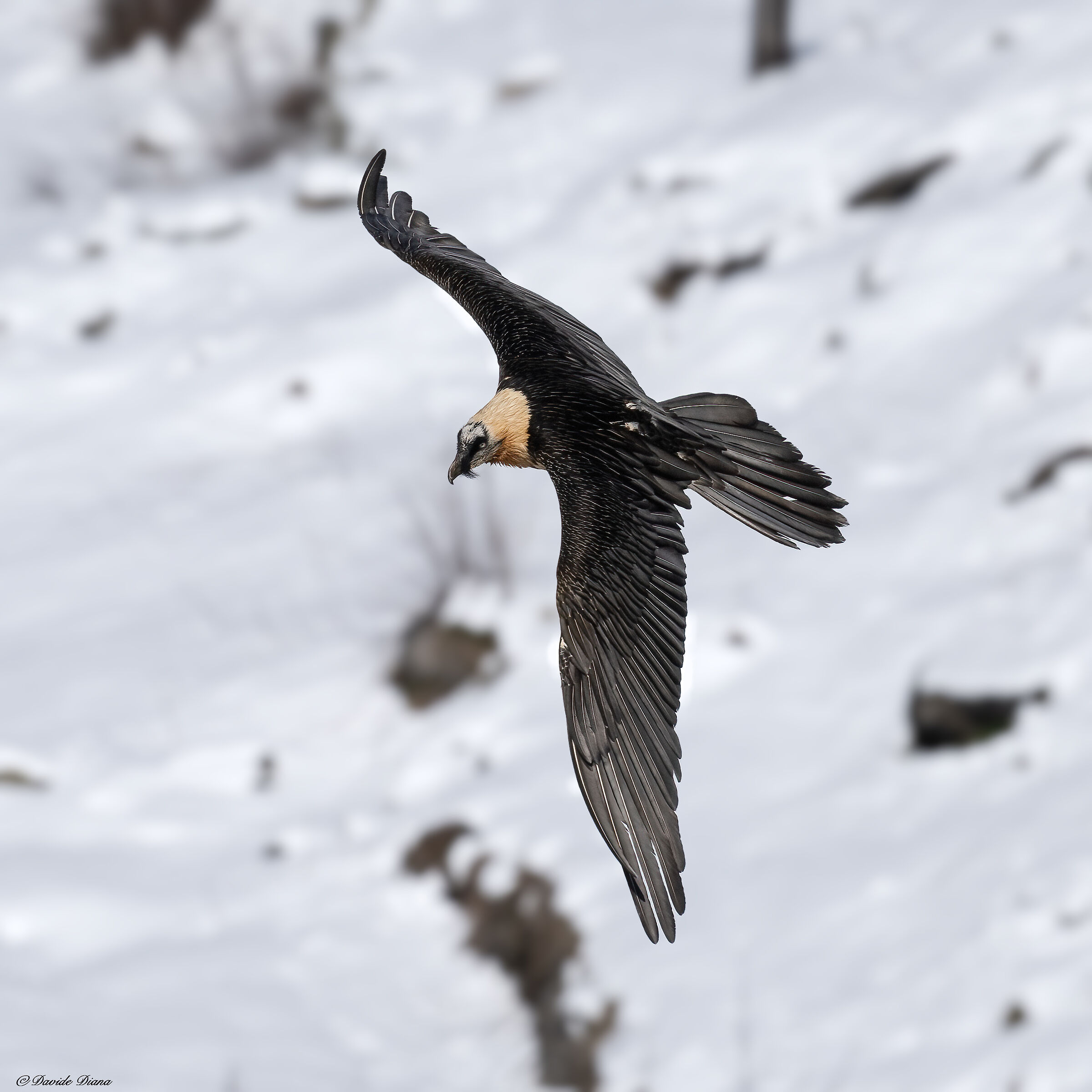 Gypaetus barbatus - Gran Paradiso National Park