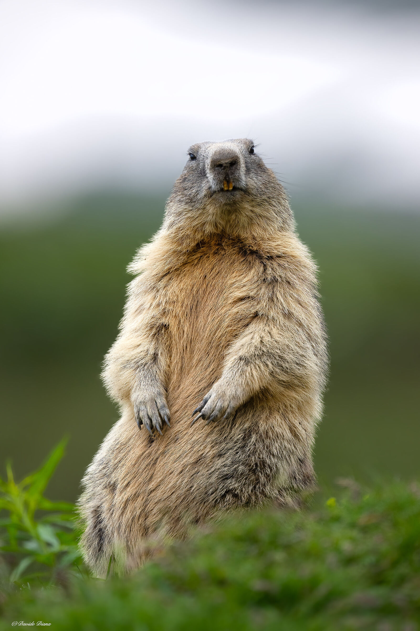 Marmot