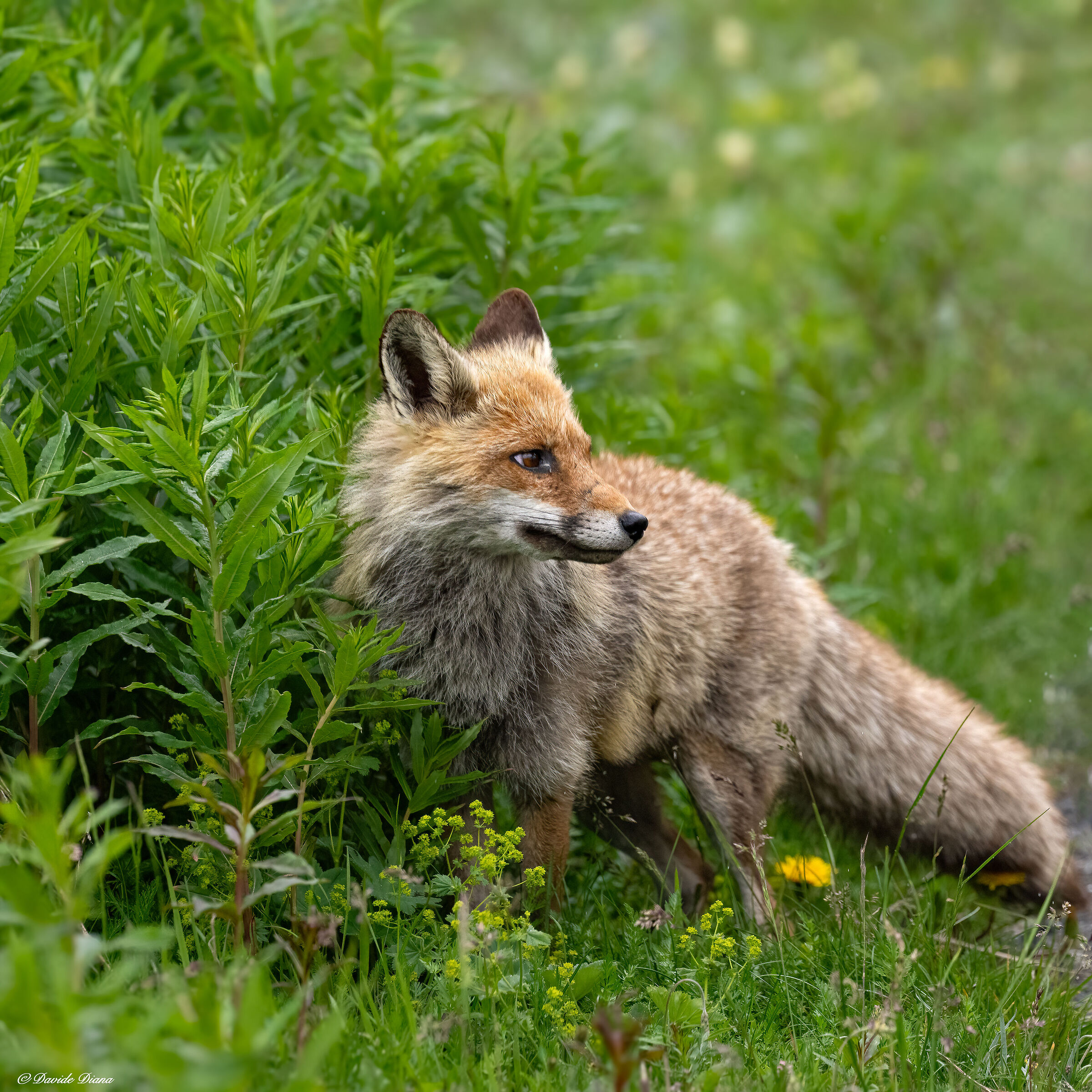 Red Fox