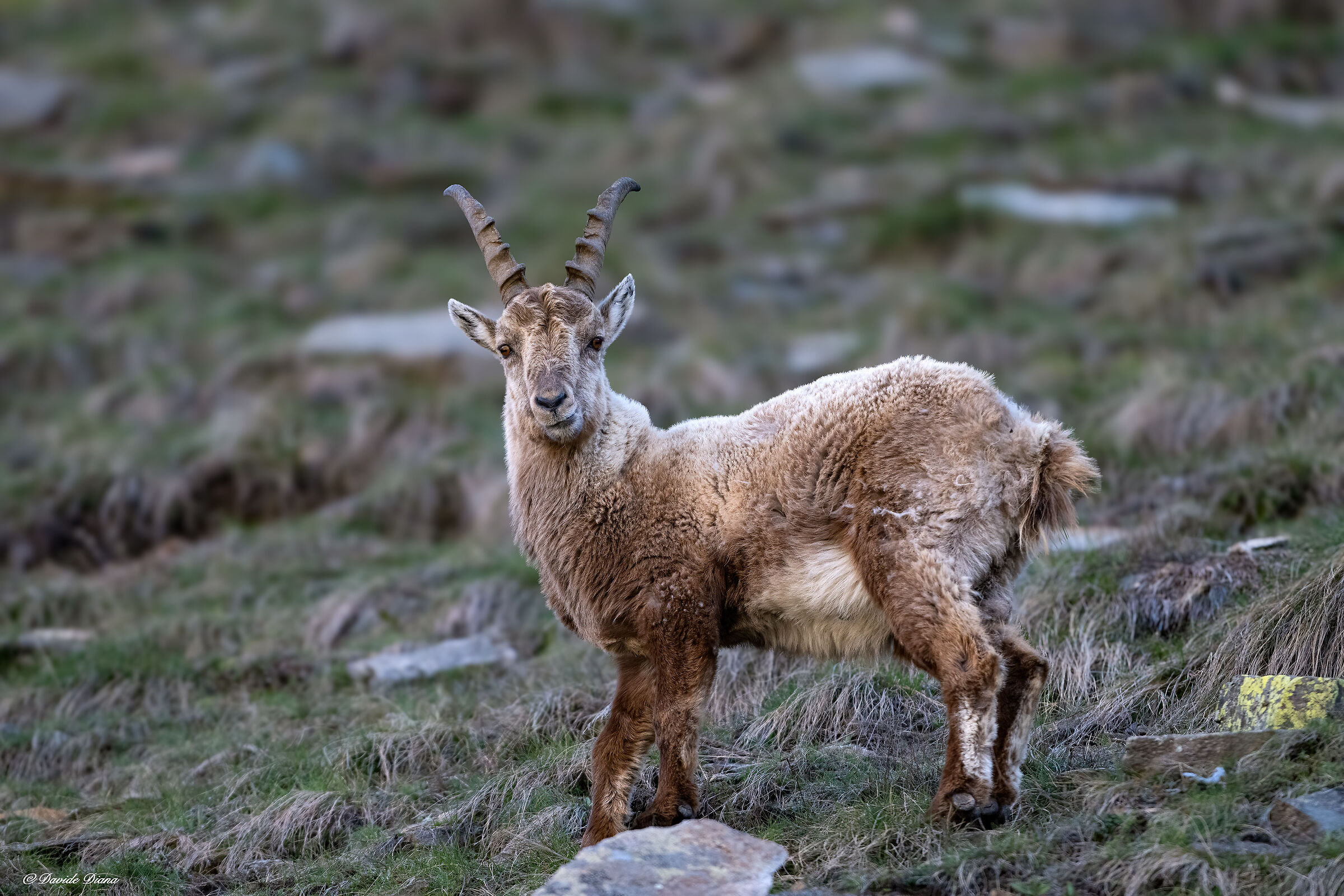 Ibex - Gran Paradiso National Park