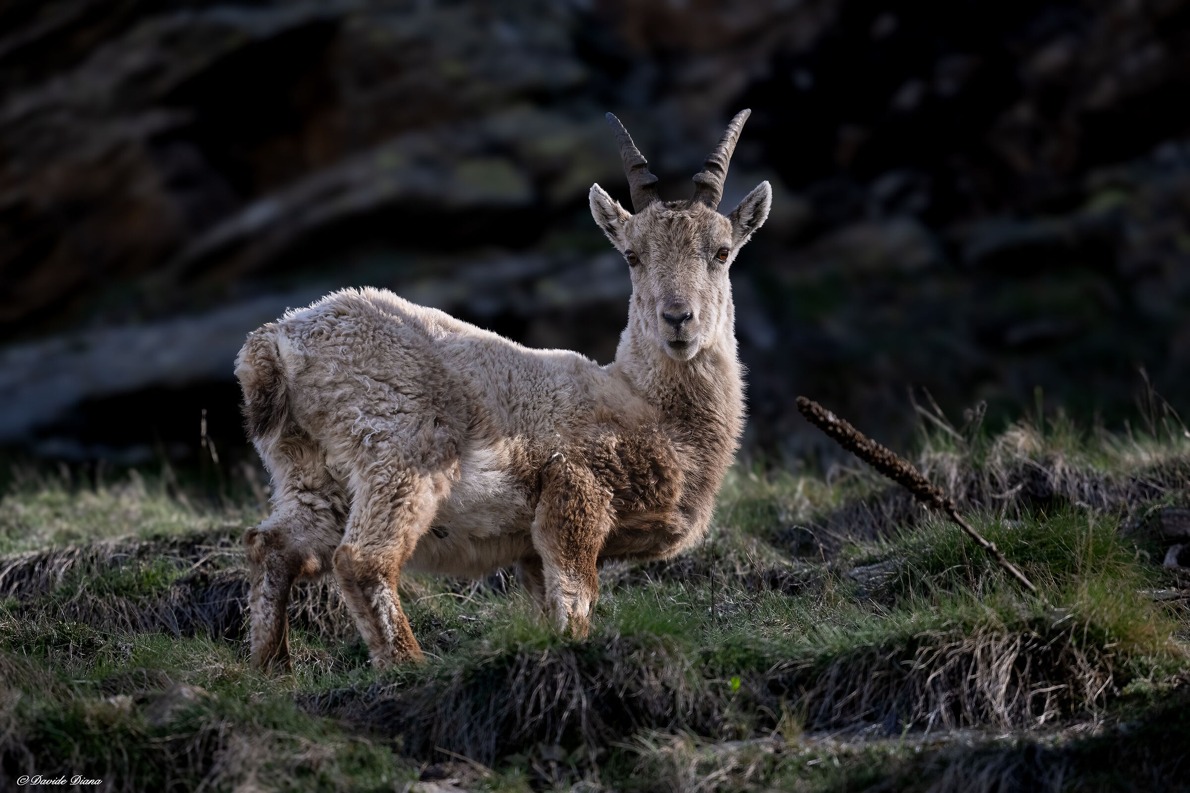Ibex - Gran Paradiso National Park