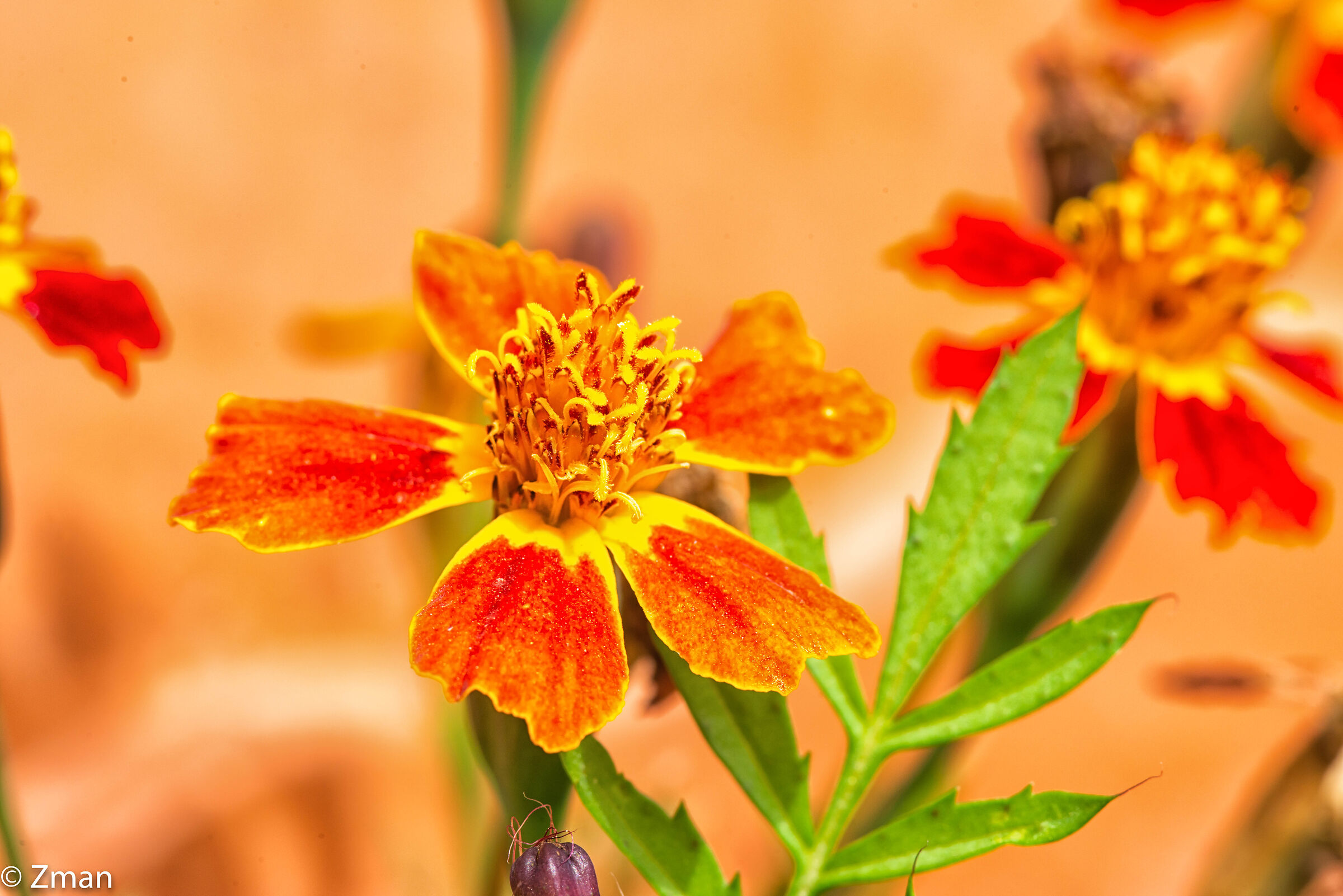 Fiori di calendula messicana