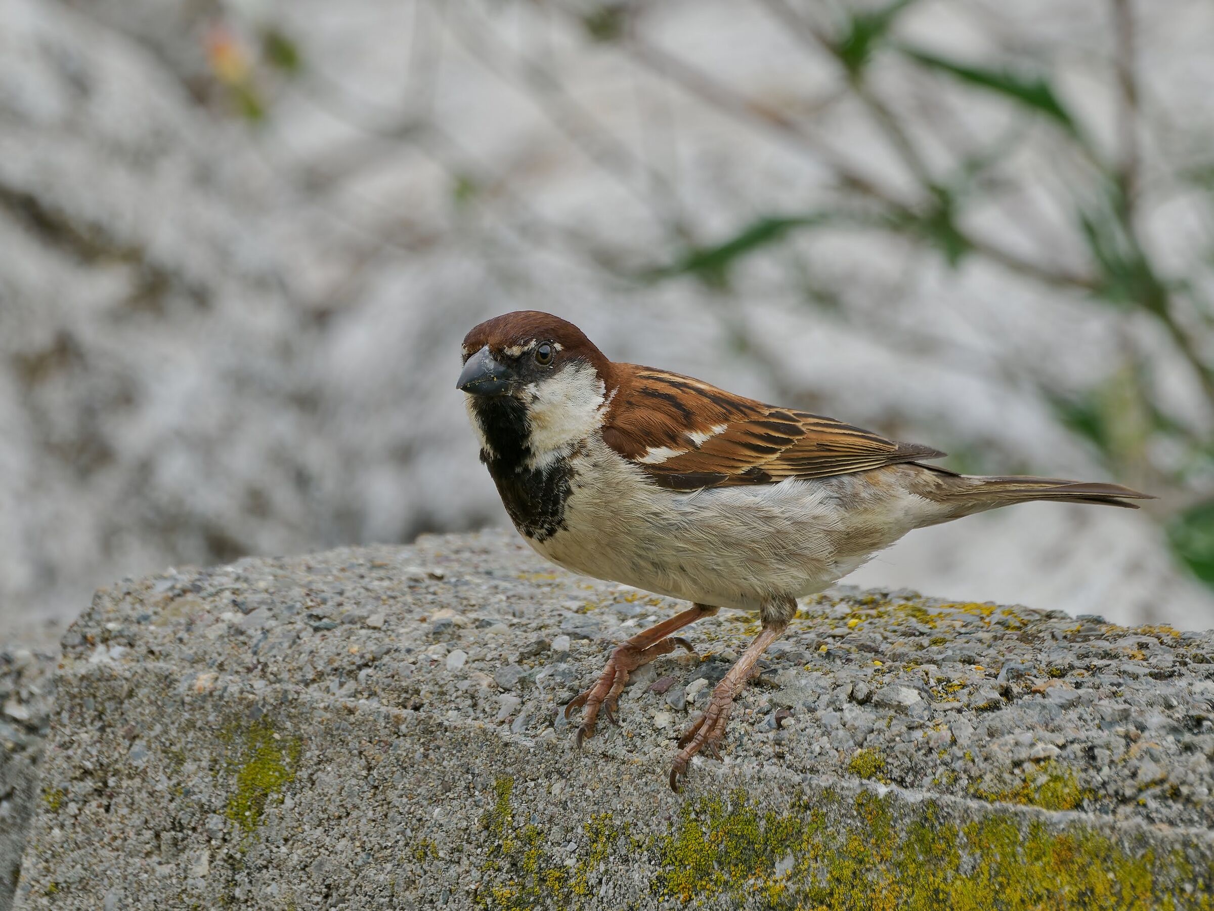 Sparrow