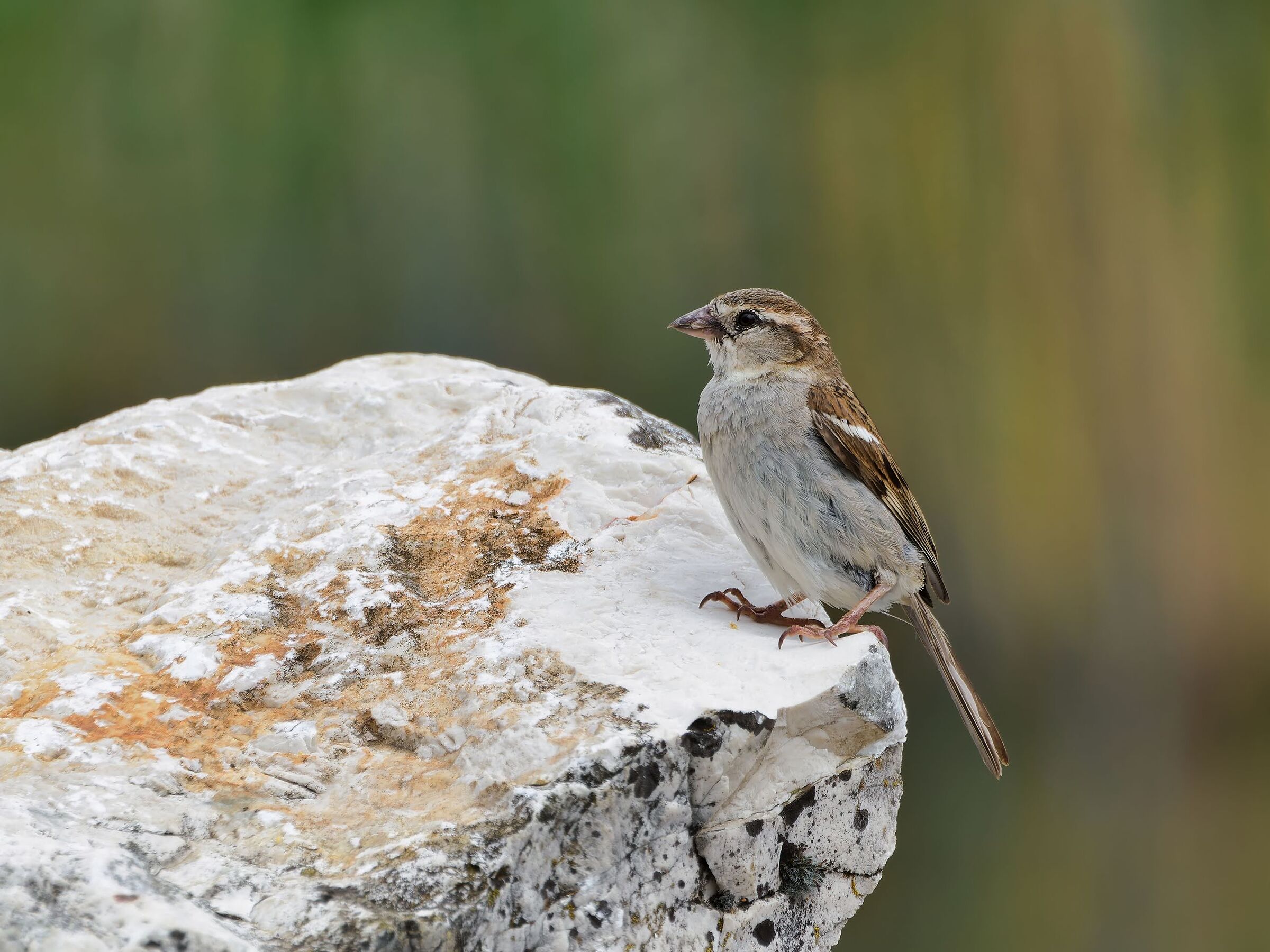 Sparrow