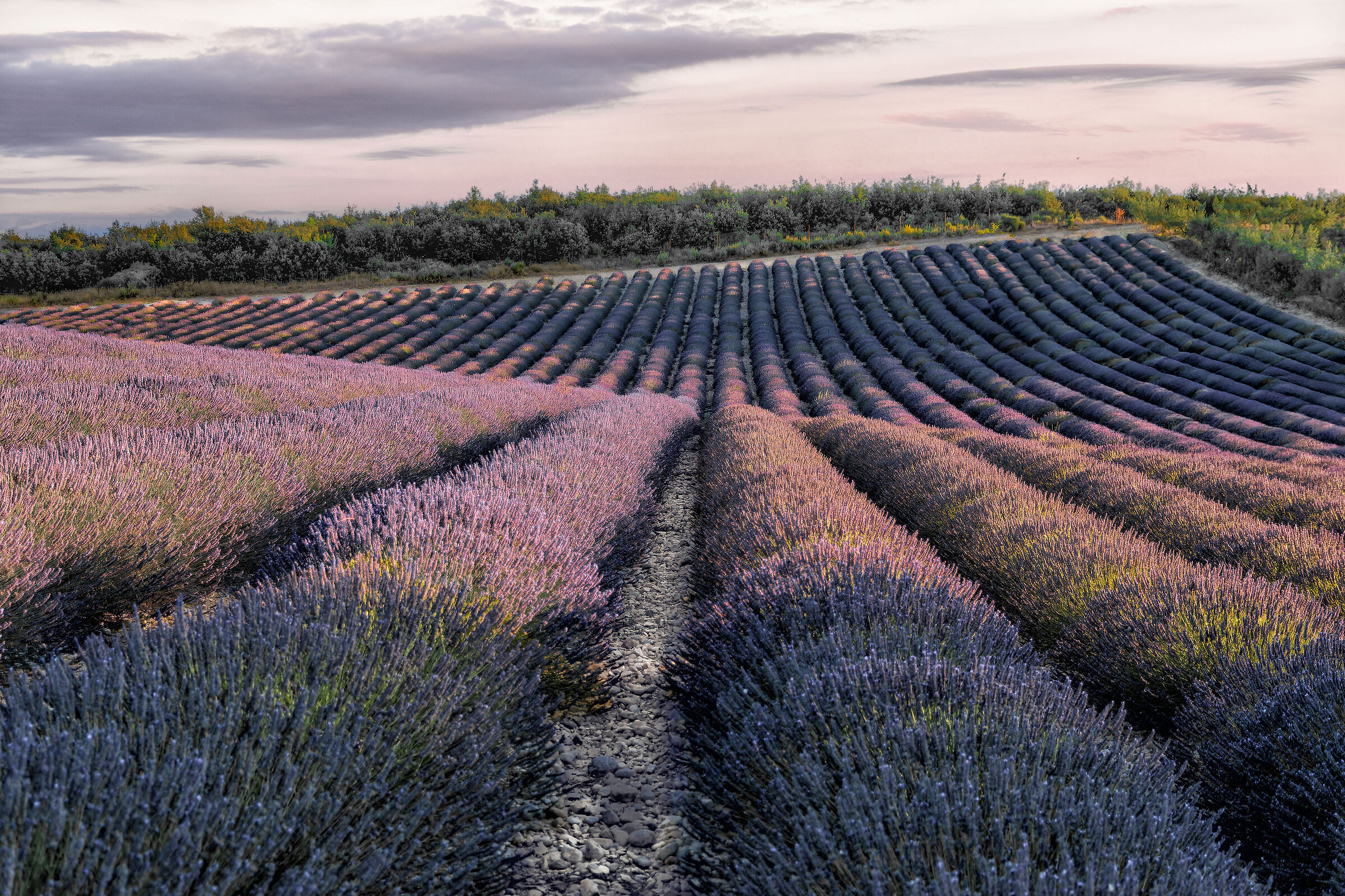 La magia viola di Valensole