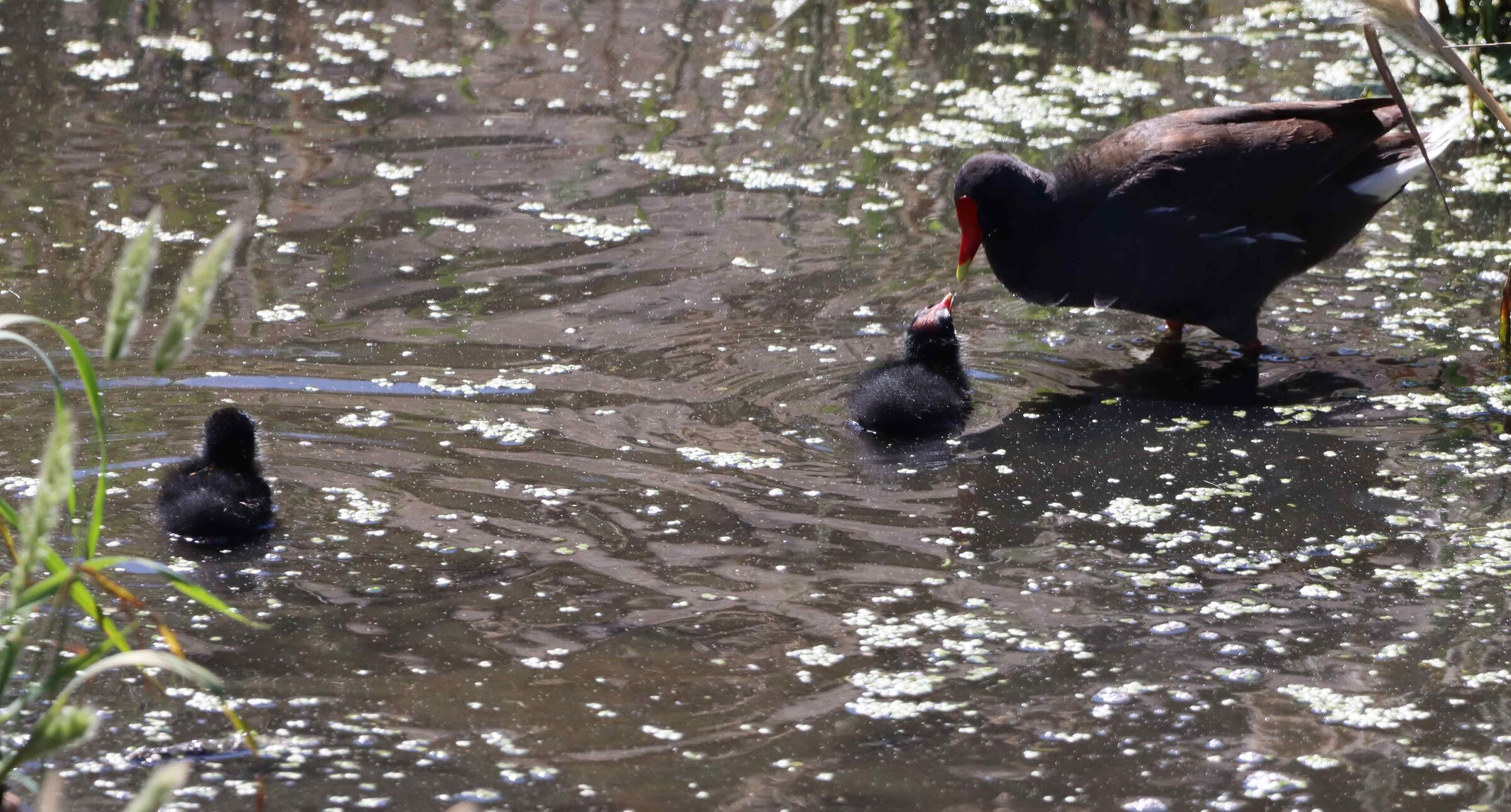 gallinella con pullo ora della merenda