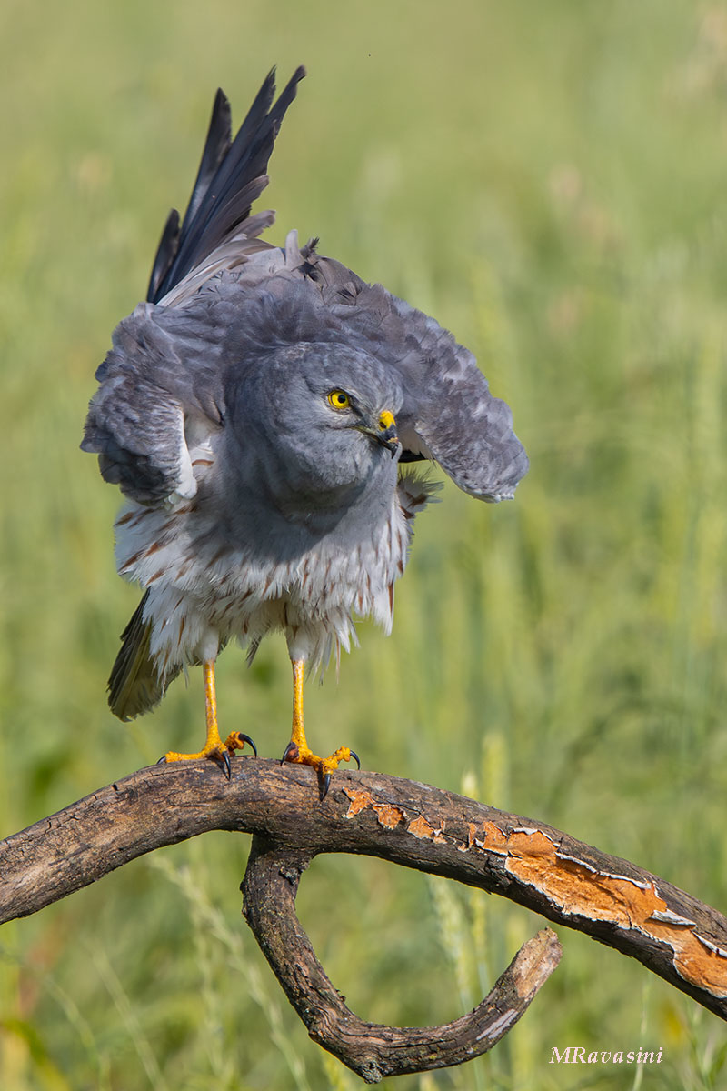Maschio del terzo calendario
