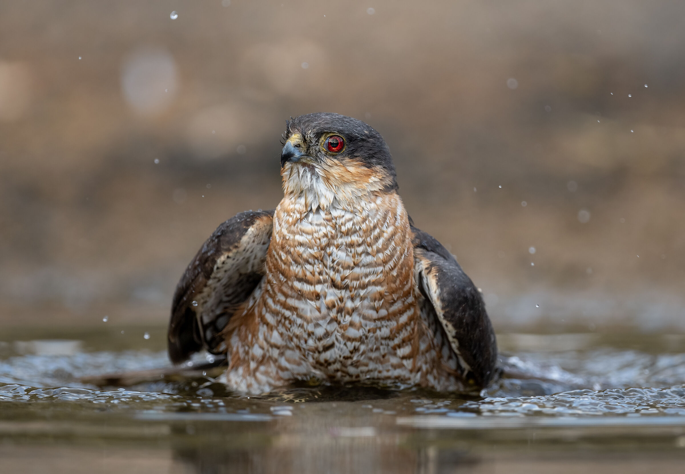 Sparrowhawk (m)