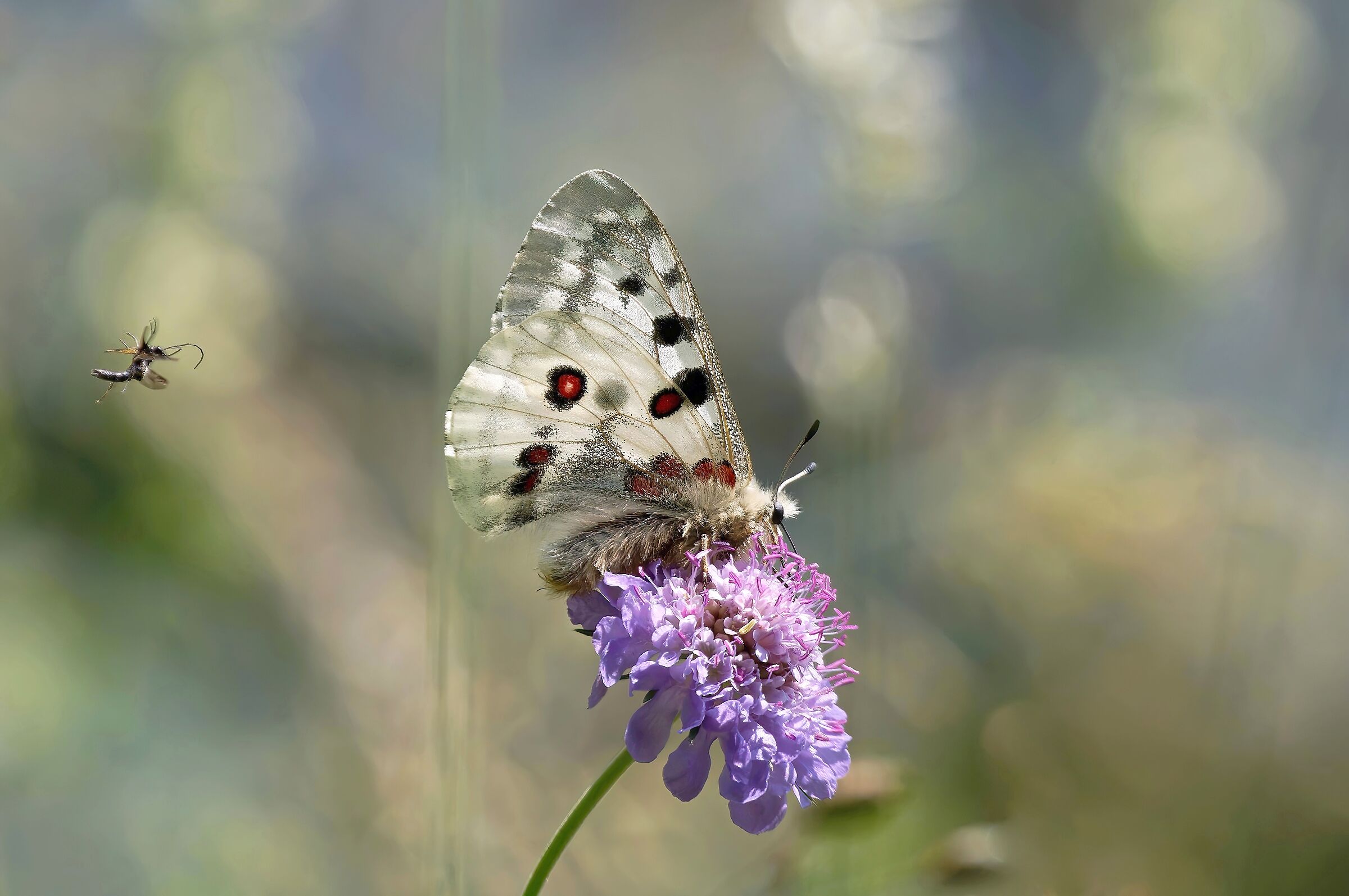 Chi è quel gigante?