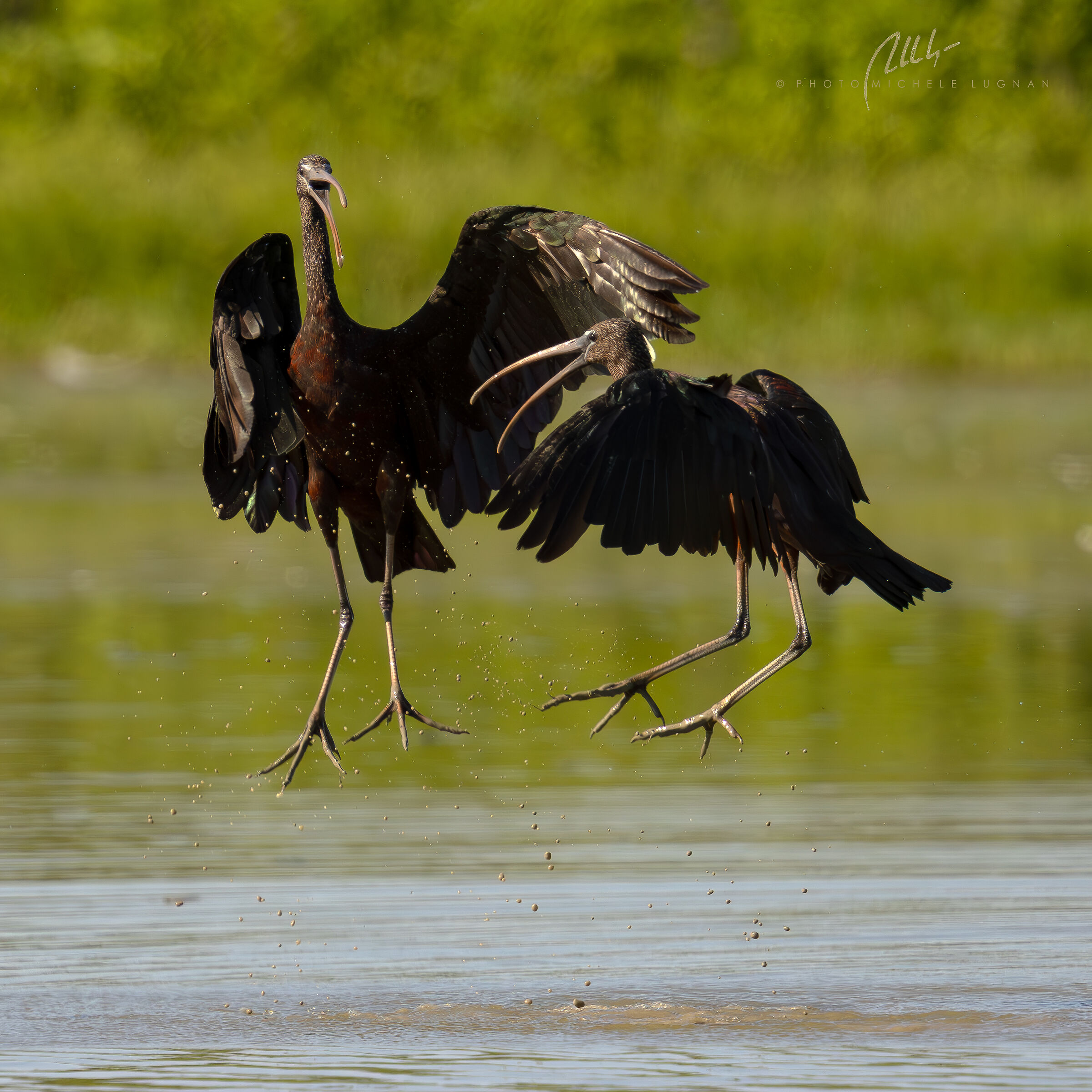 Glossy ibis in the air