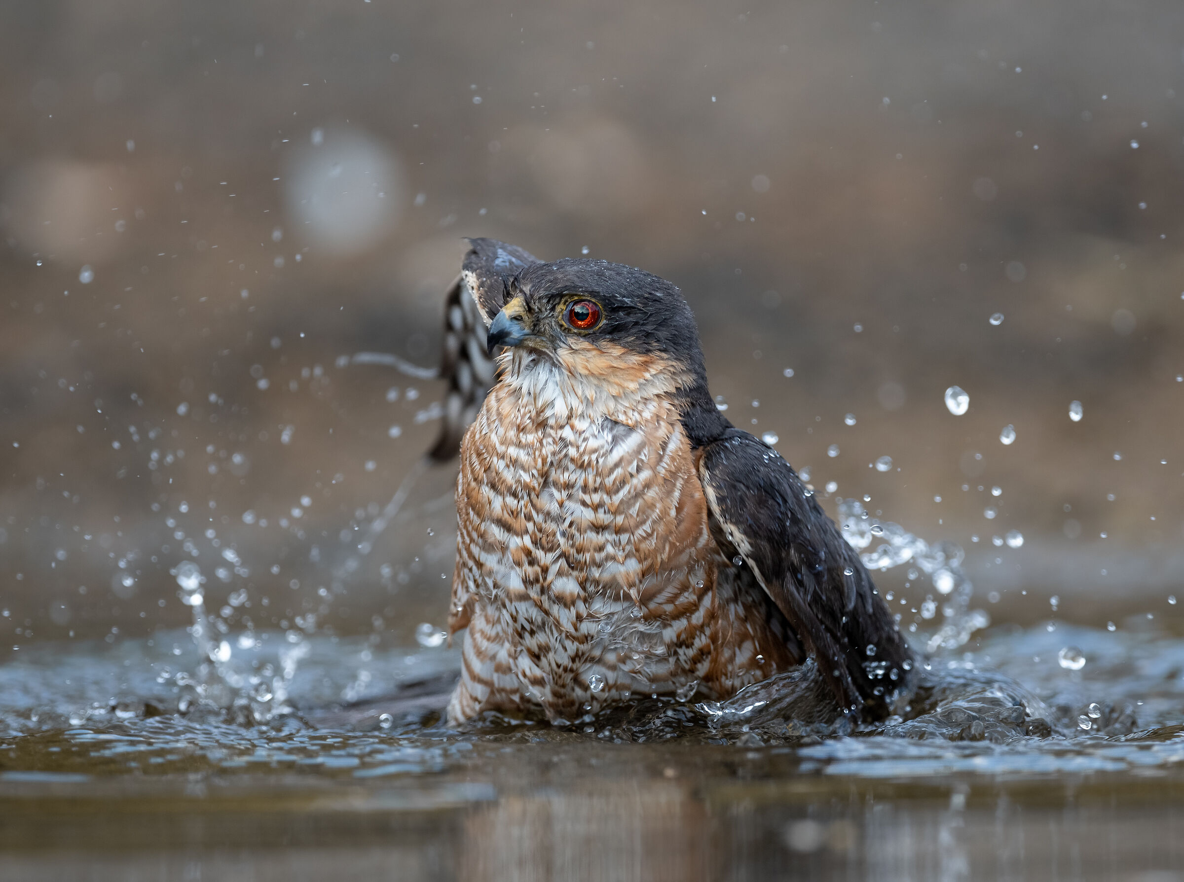 Sparrowhawk (m)