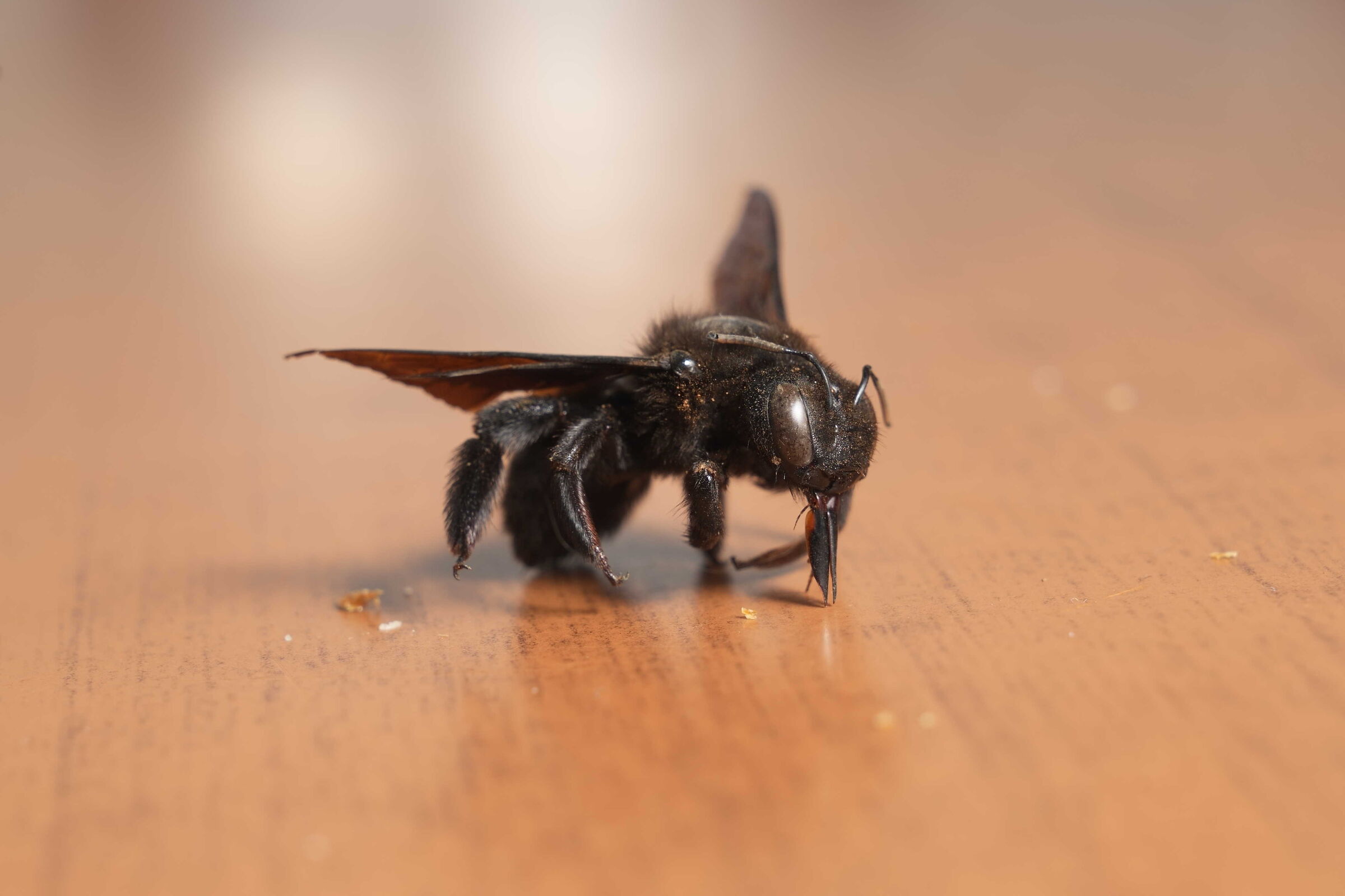 Bee Woodworker (Dead)