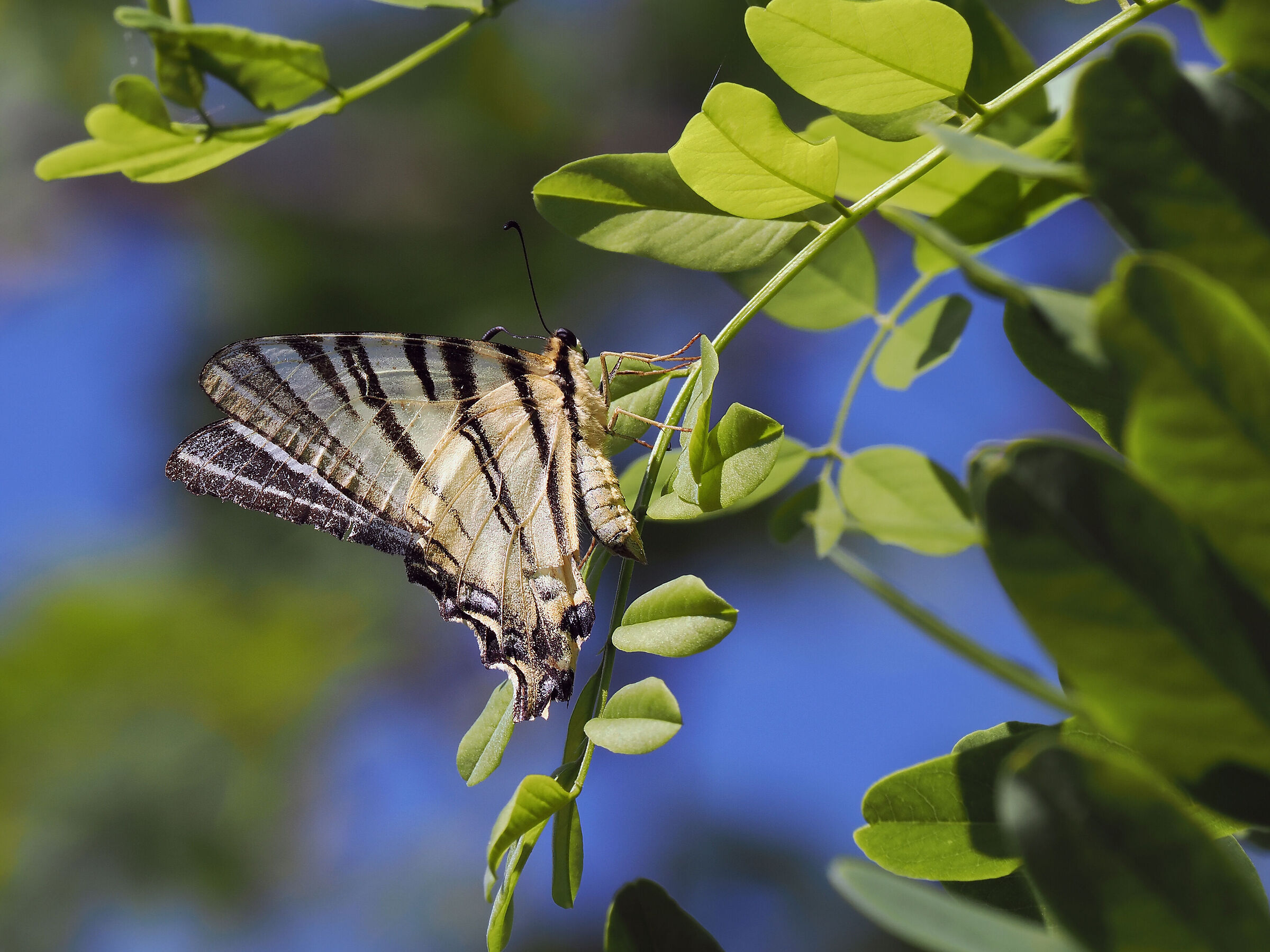 Iphiclides podalirius