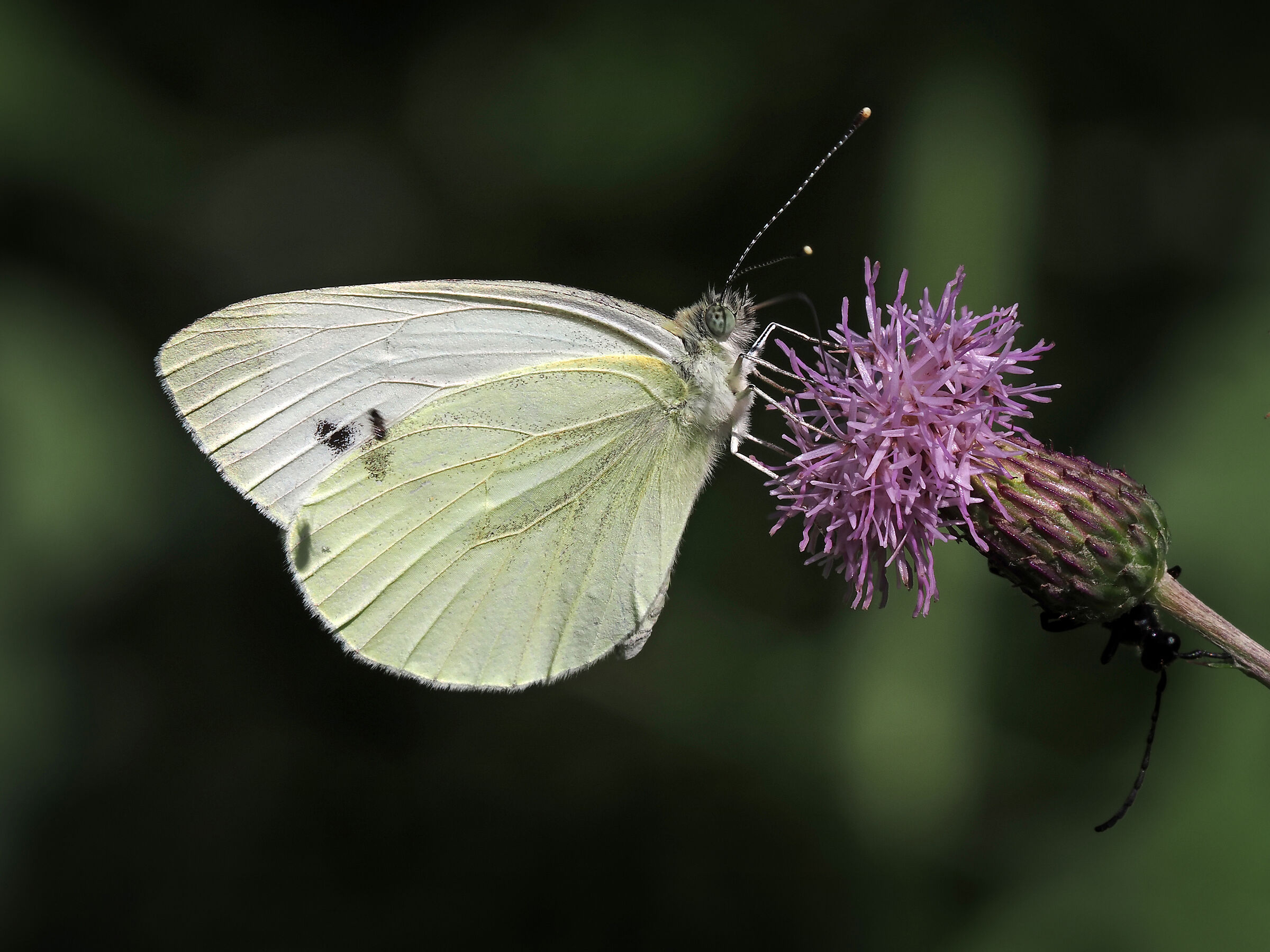 Pieris brassicae e cardo