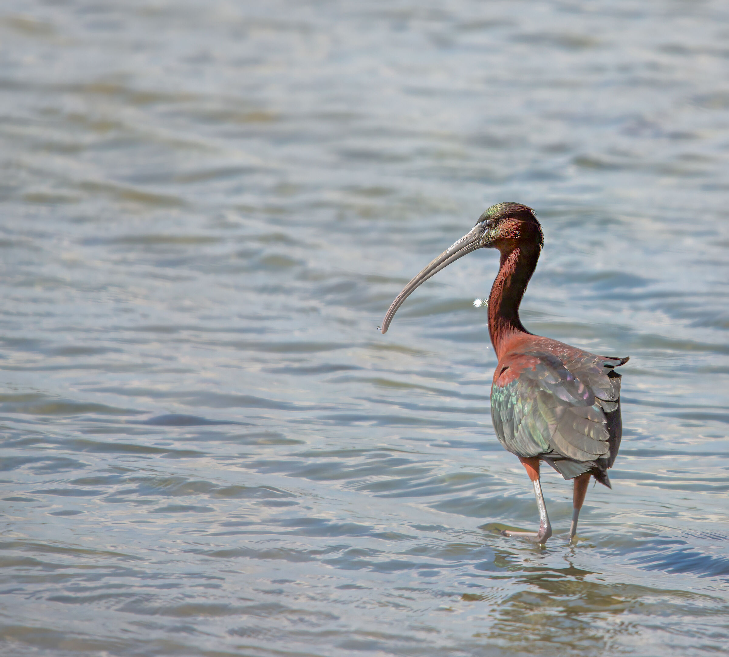 Glossy ibis
