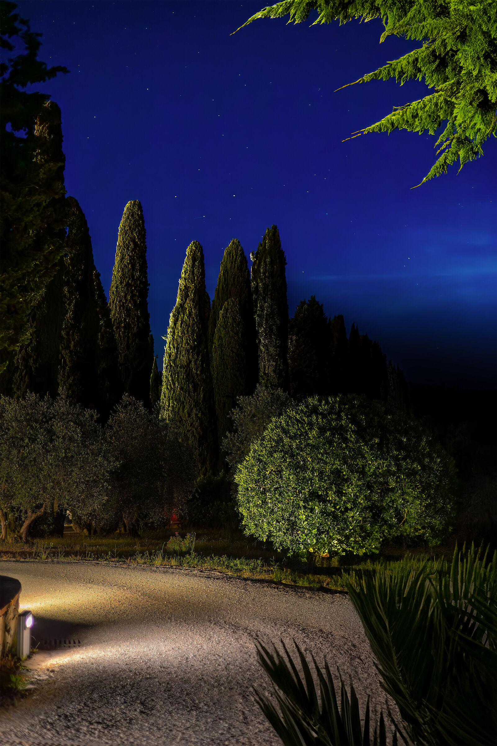 Il viale degli antichi cipressi