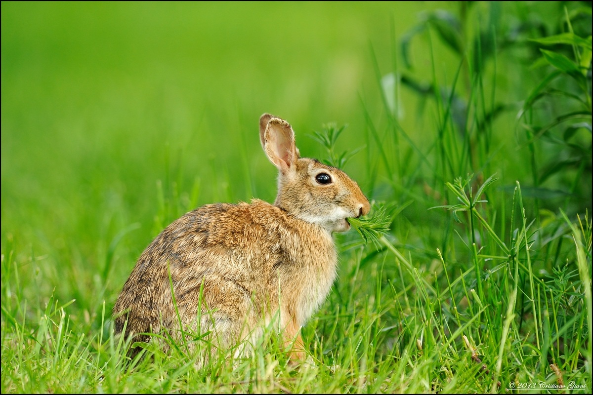 Wild Rabbit