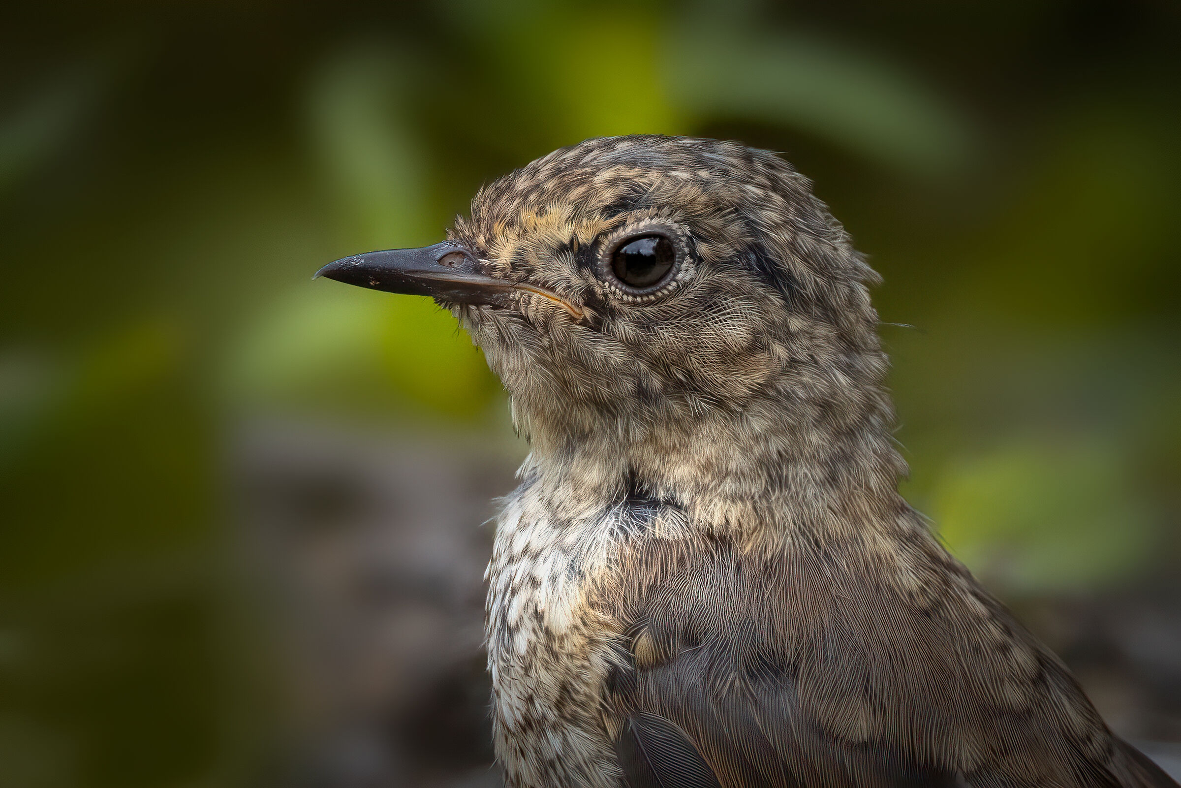 Ritratto di Codirosso juv.