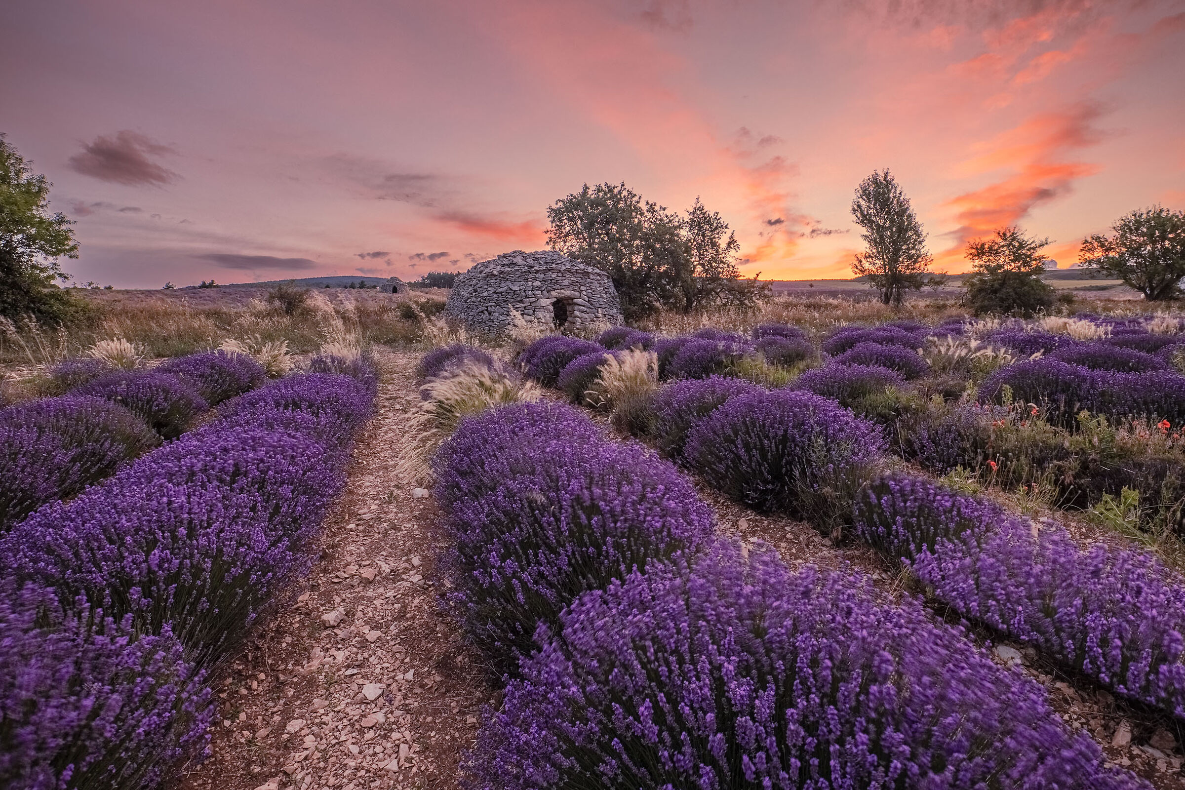 lavender in Ferrassieres