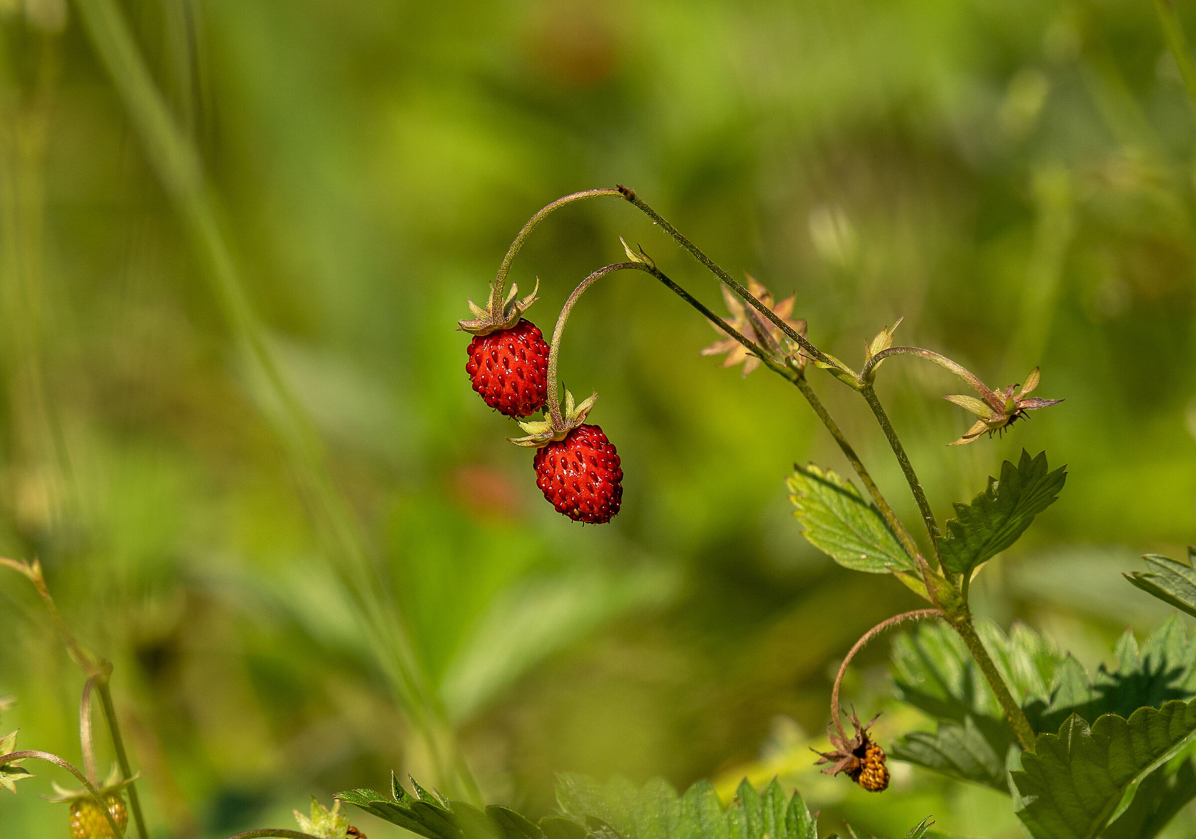 fragoline di bosco