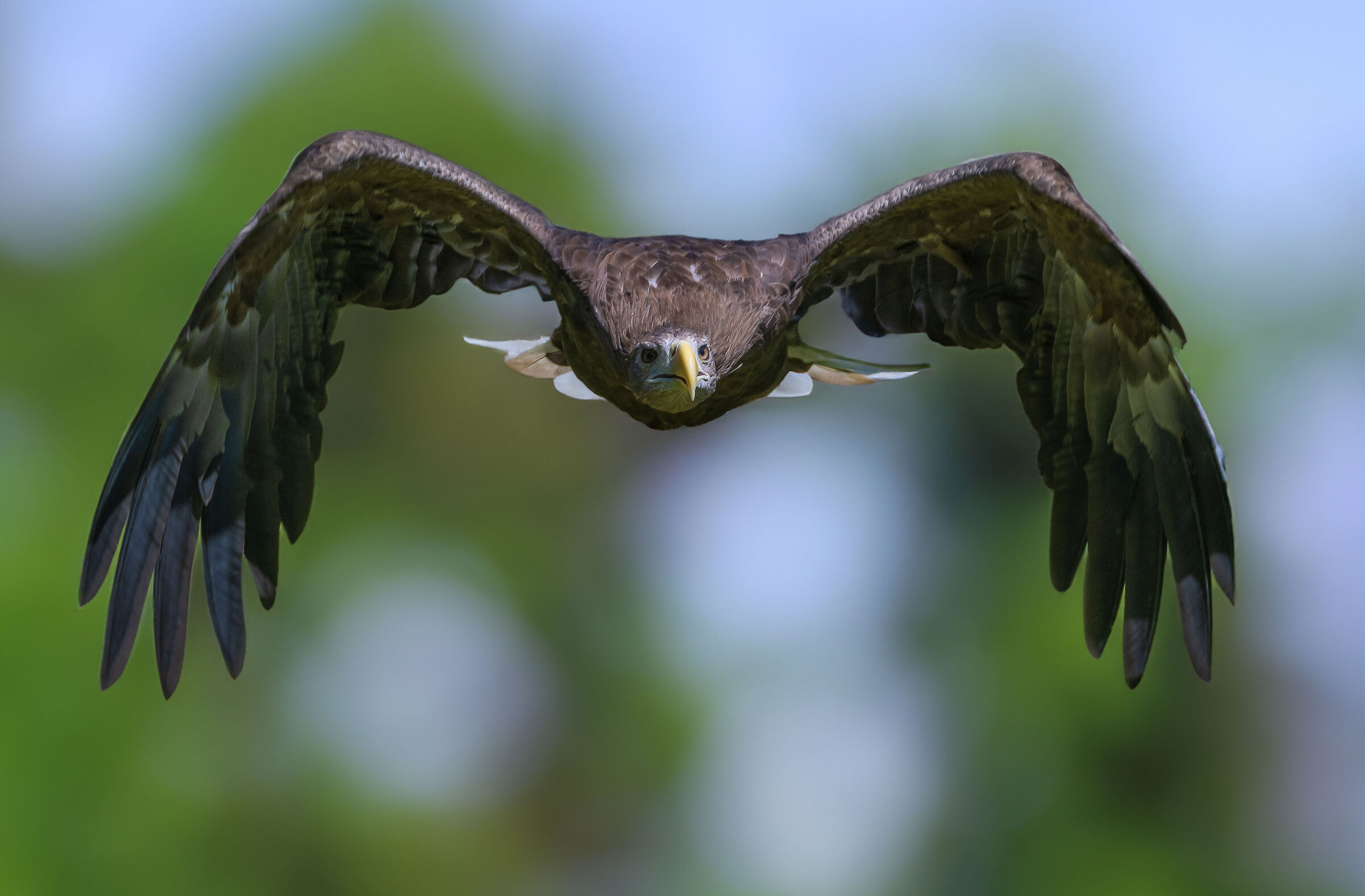 Aquila di mare