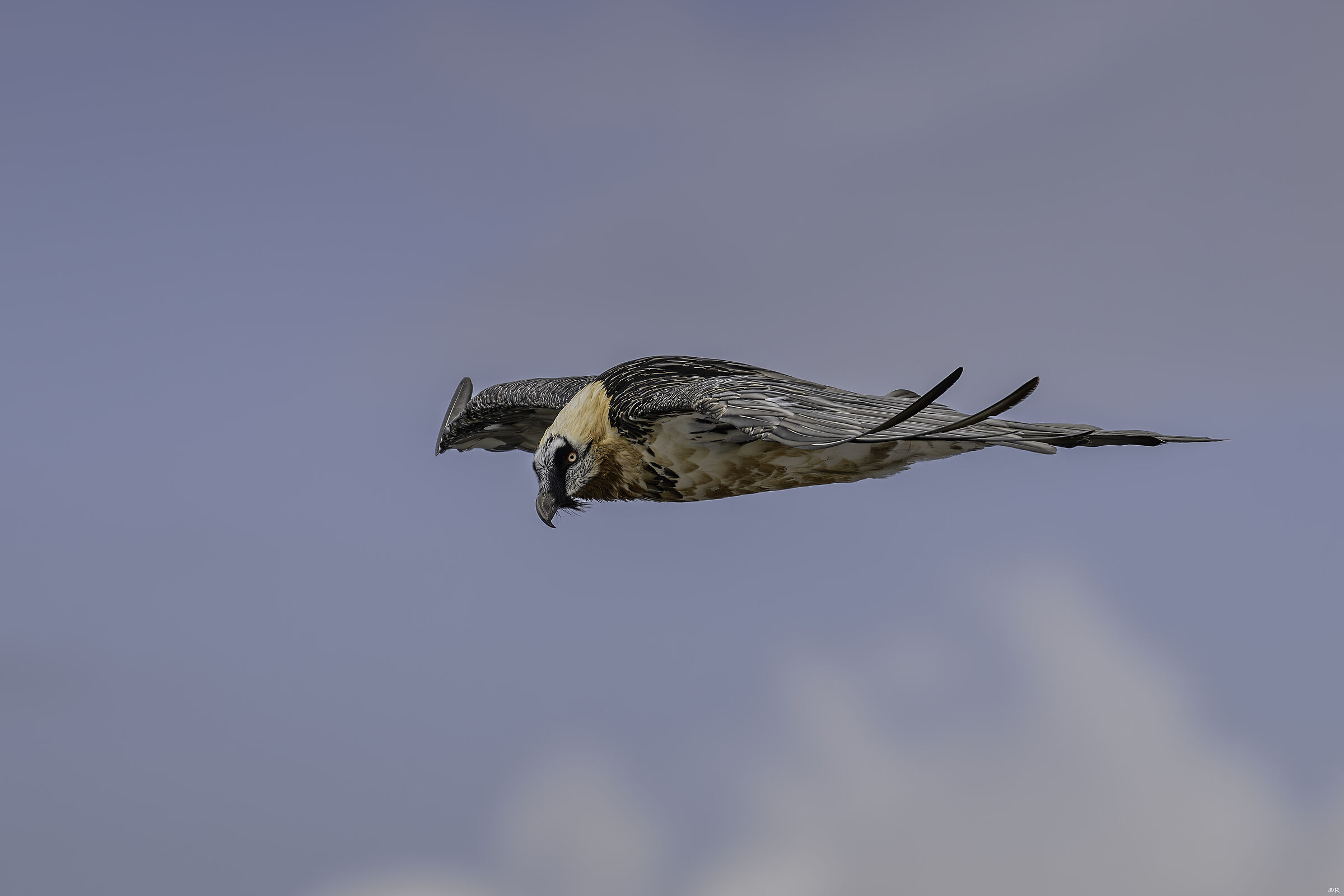 Bearded Vulture 2