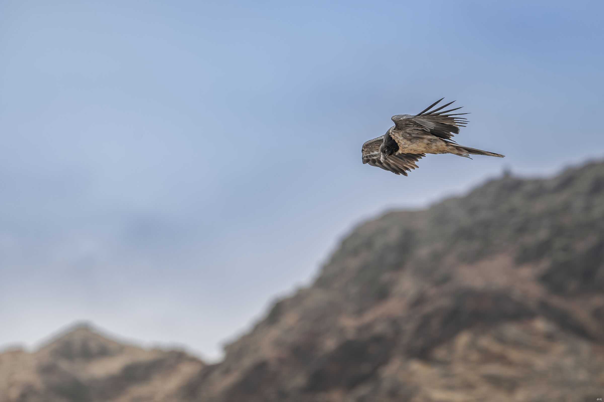 Bearded Vulture Young