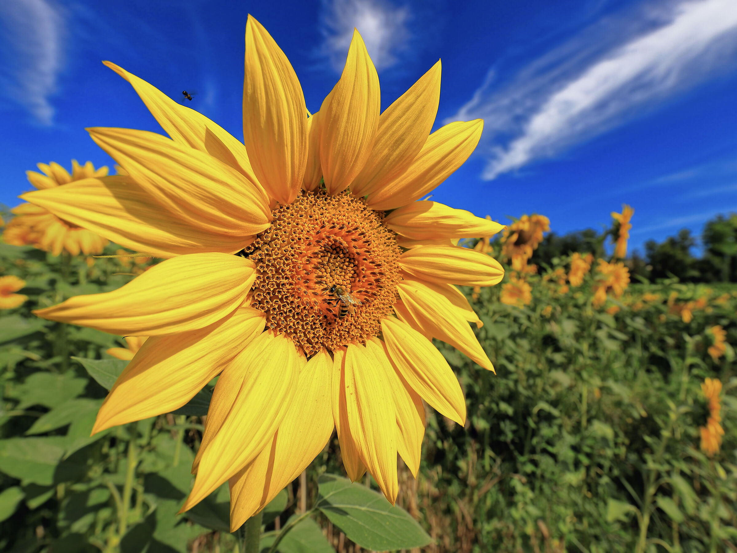 The King of Summer