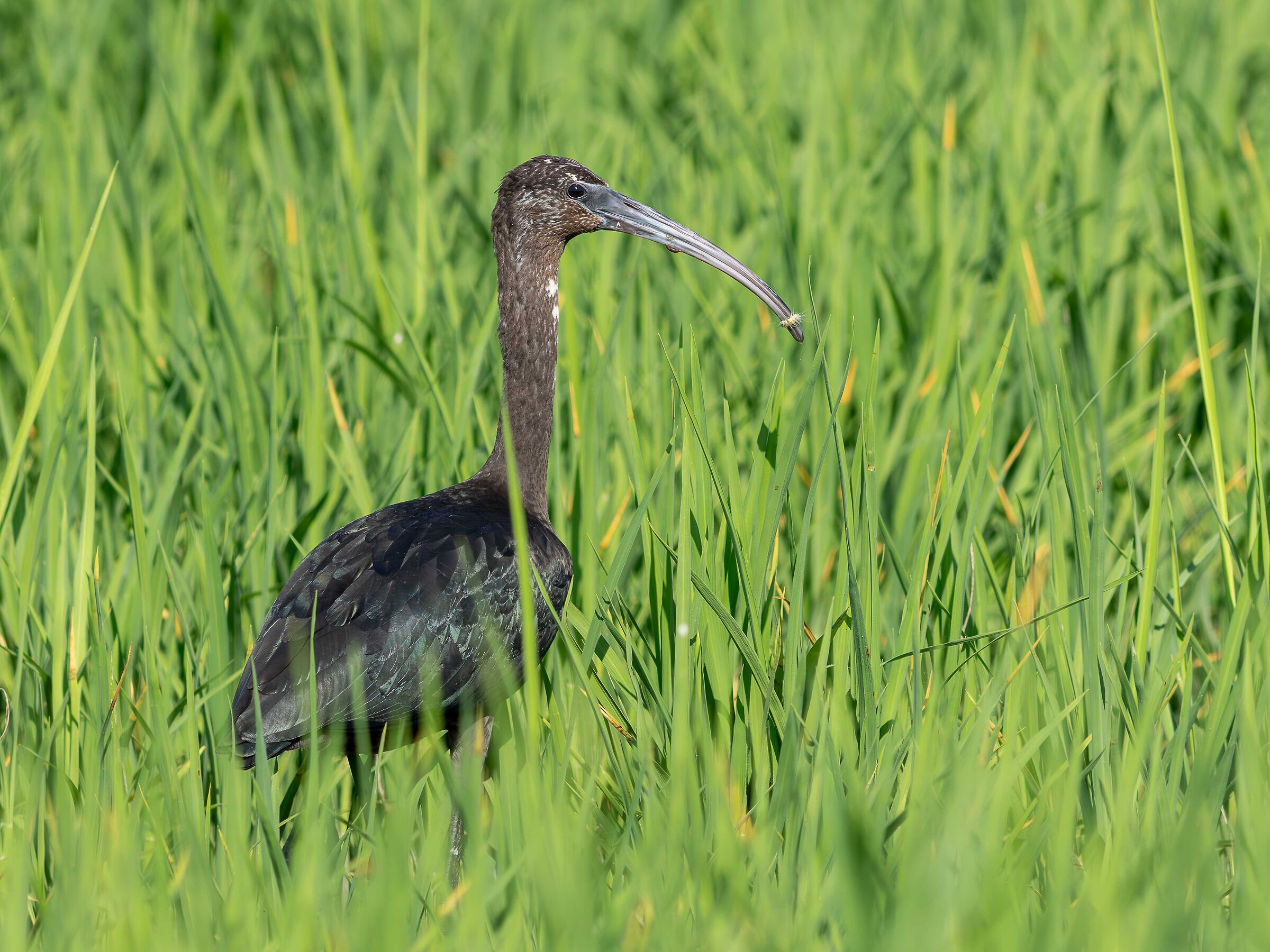 Glossy ibis