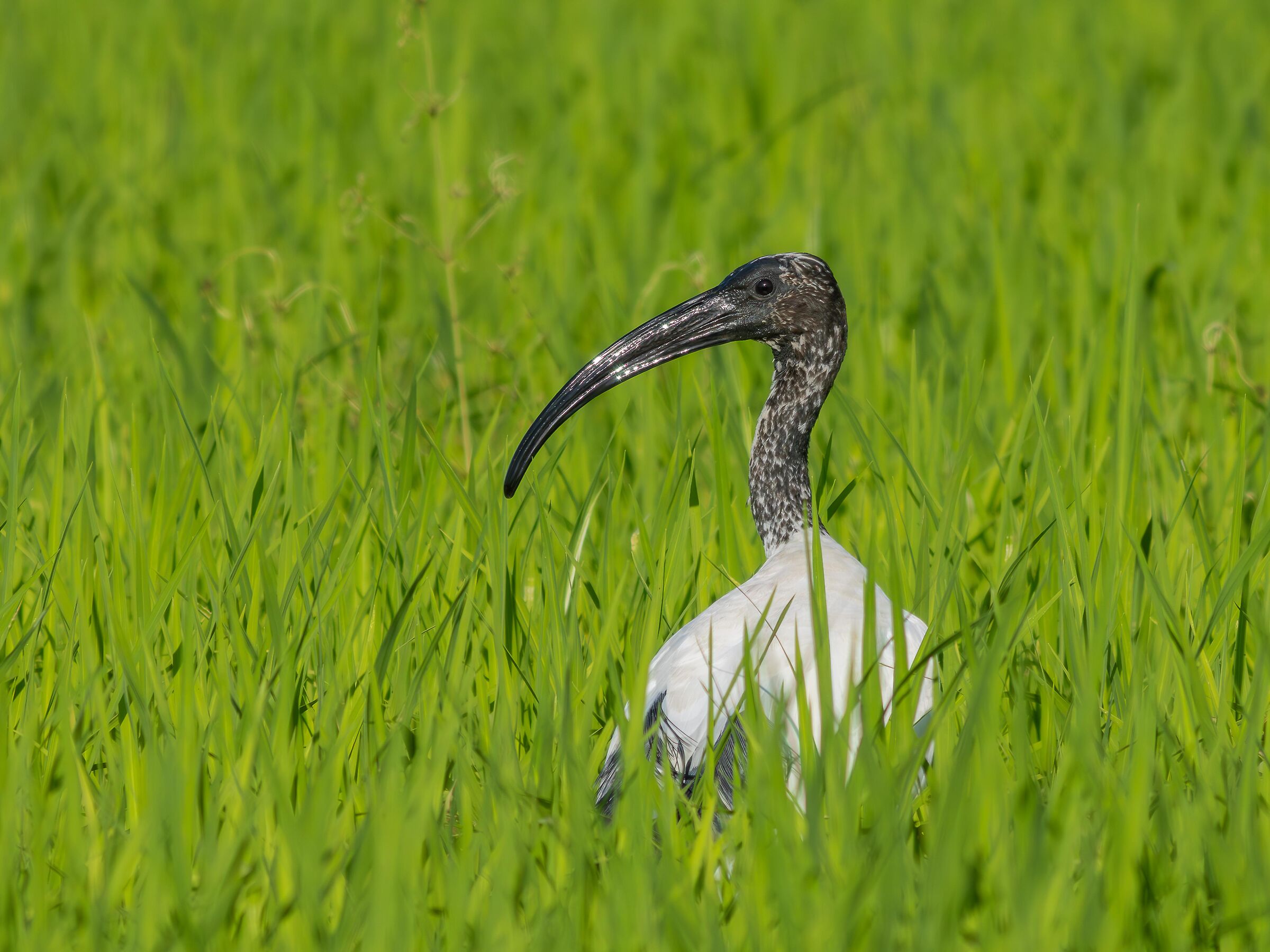 Sacred Ibis