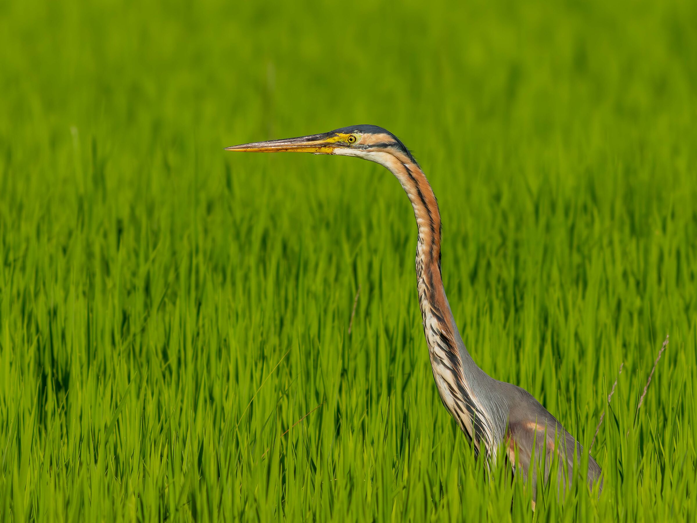 Purple heron