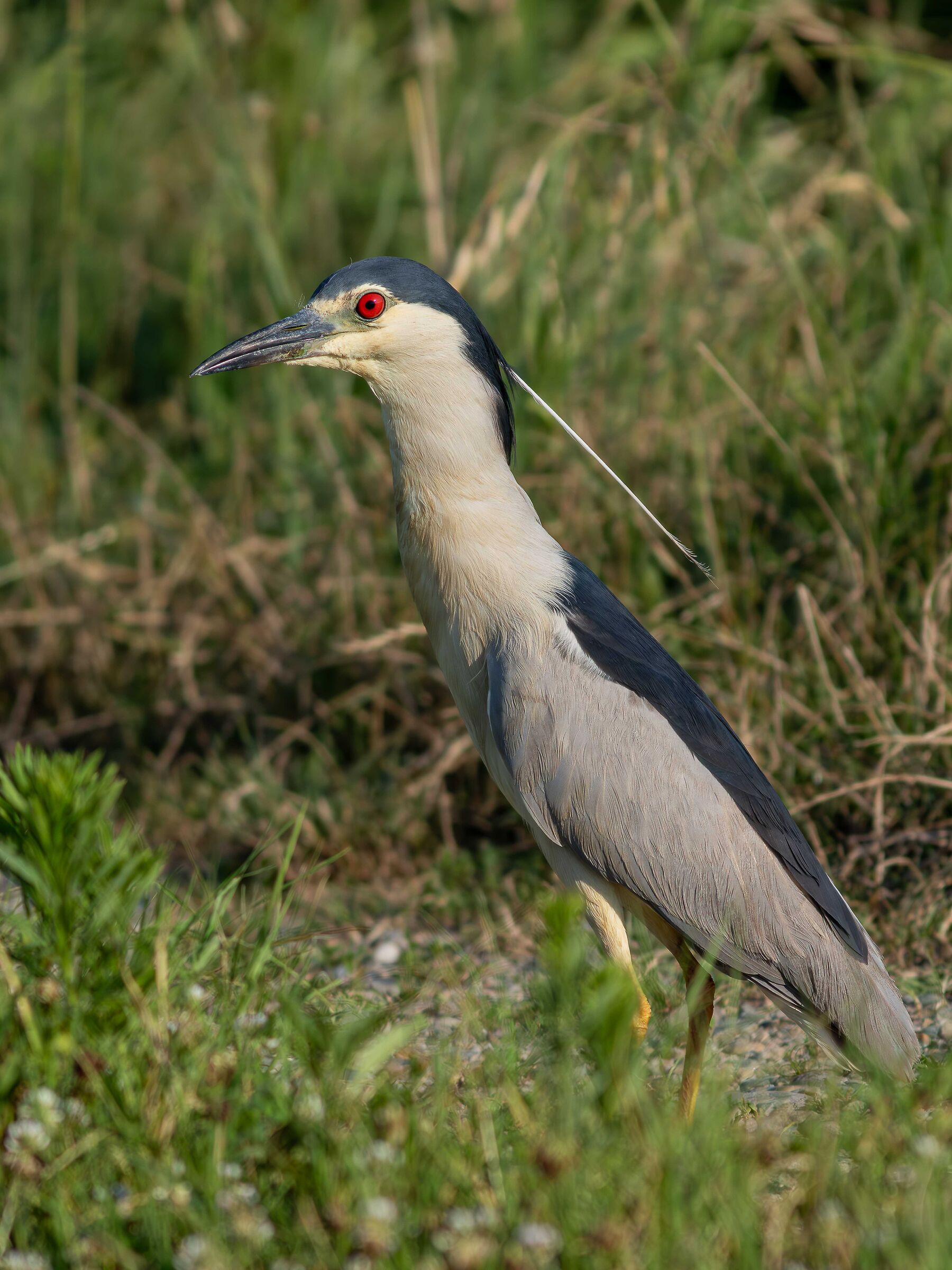 Night Heron