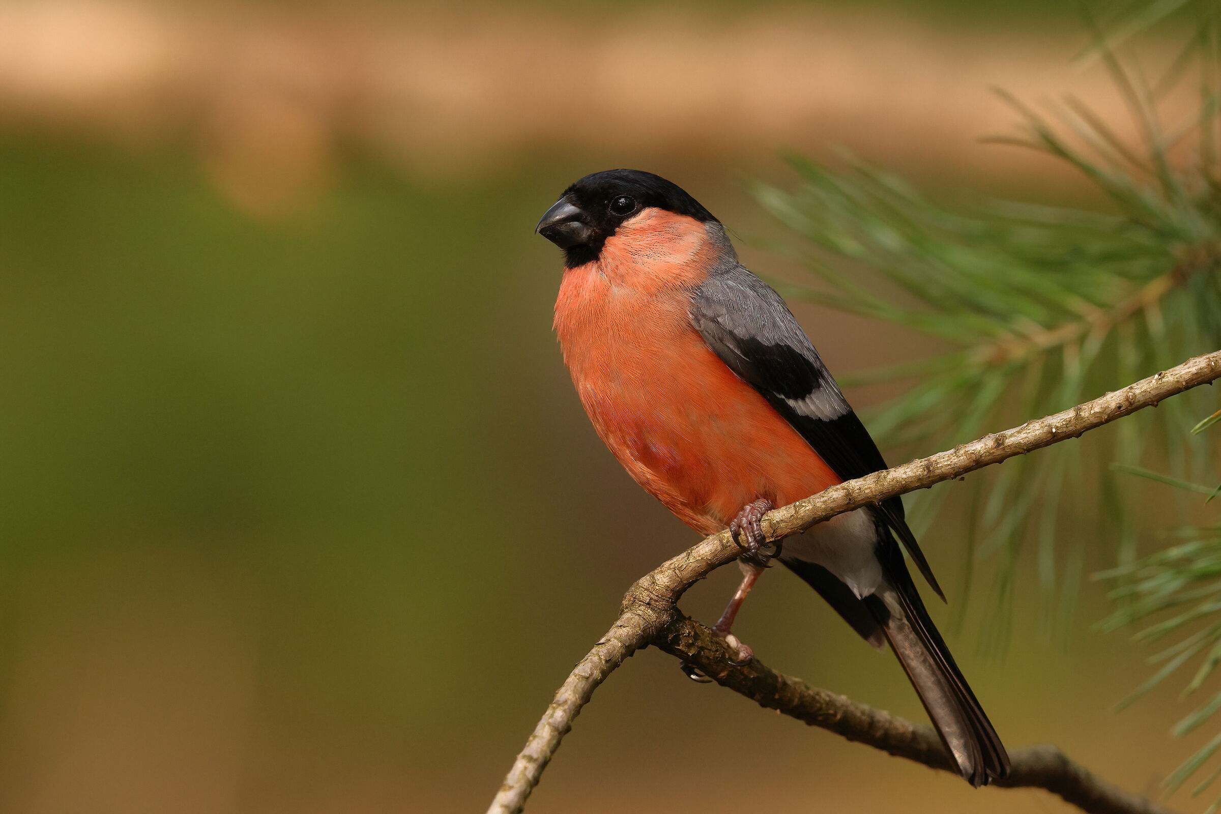 Eurasian bullfinch