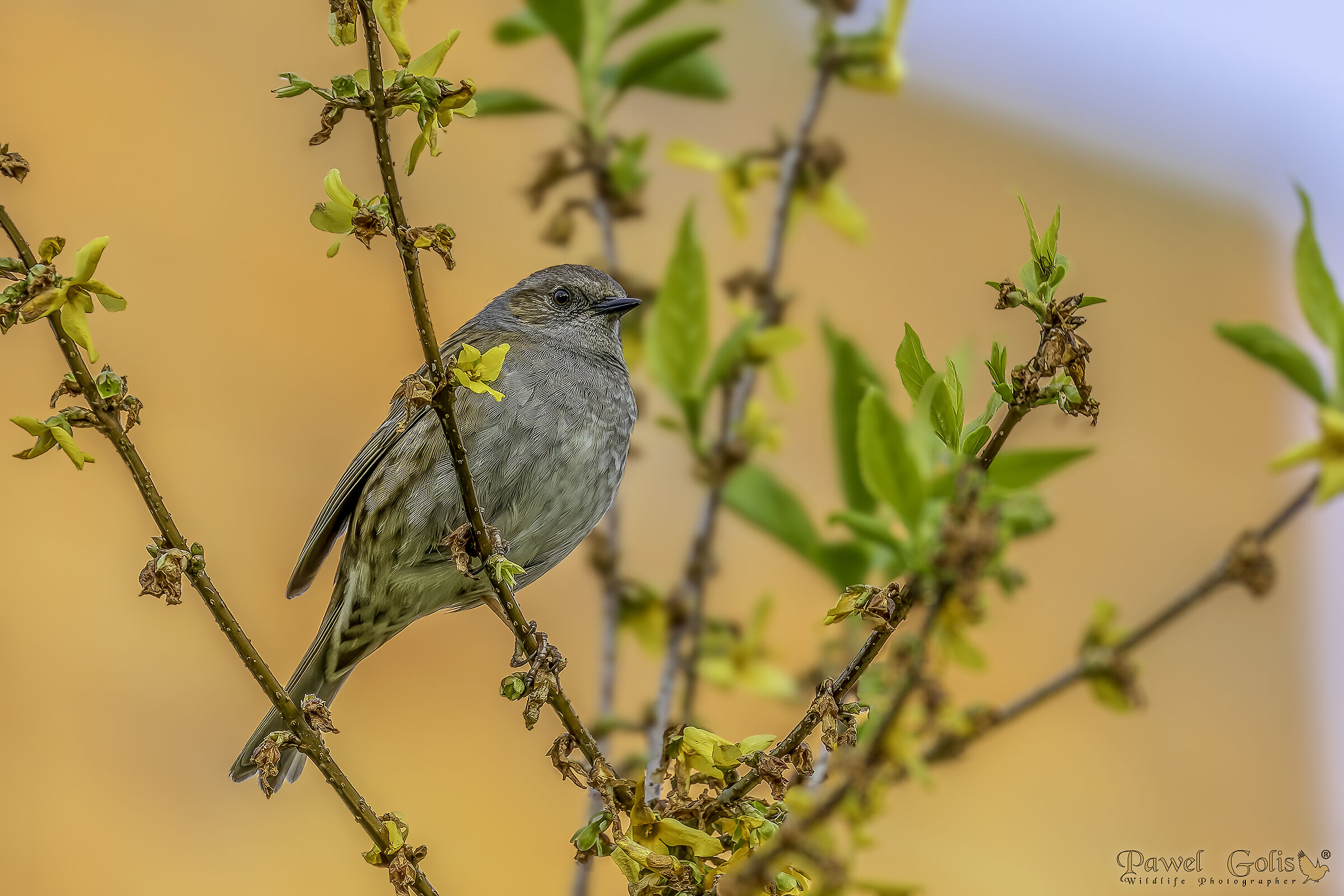 Dunnock (Prunella modularis)