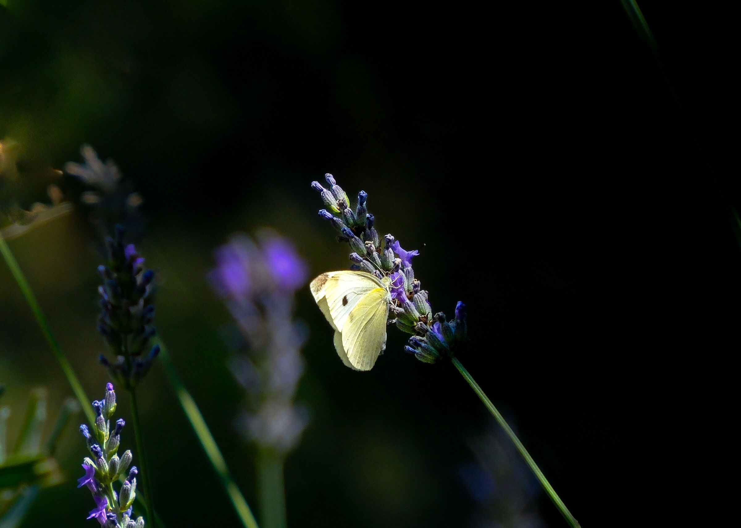 Lavender for breakfast 2