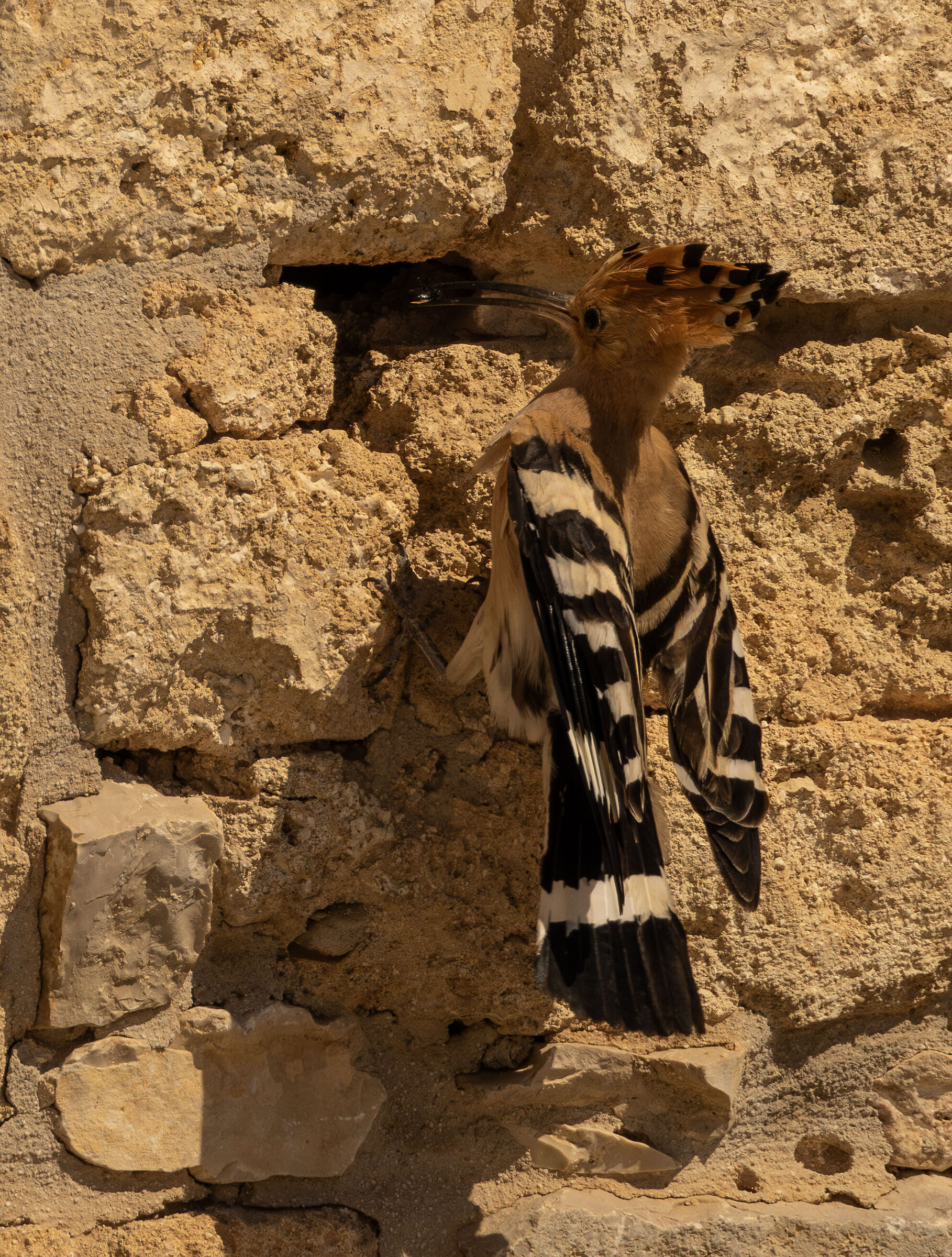 Hoopoe feeding its chick