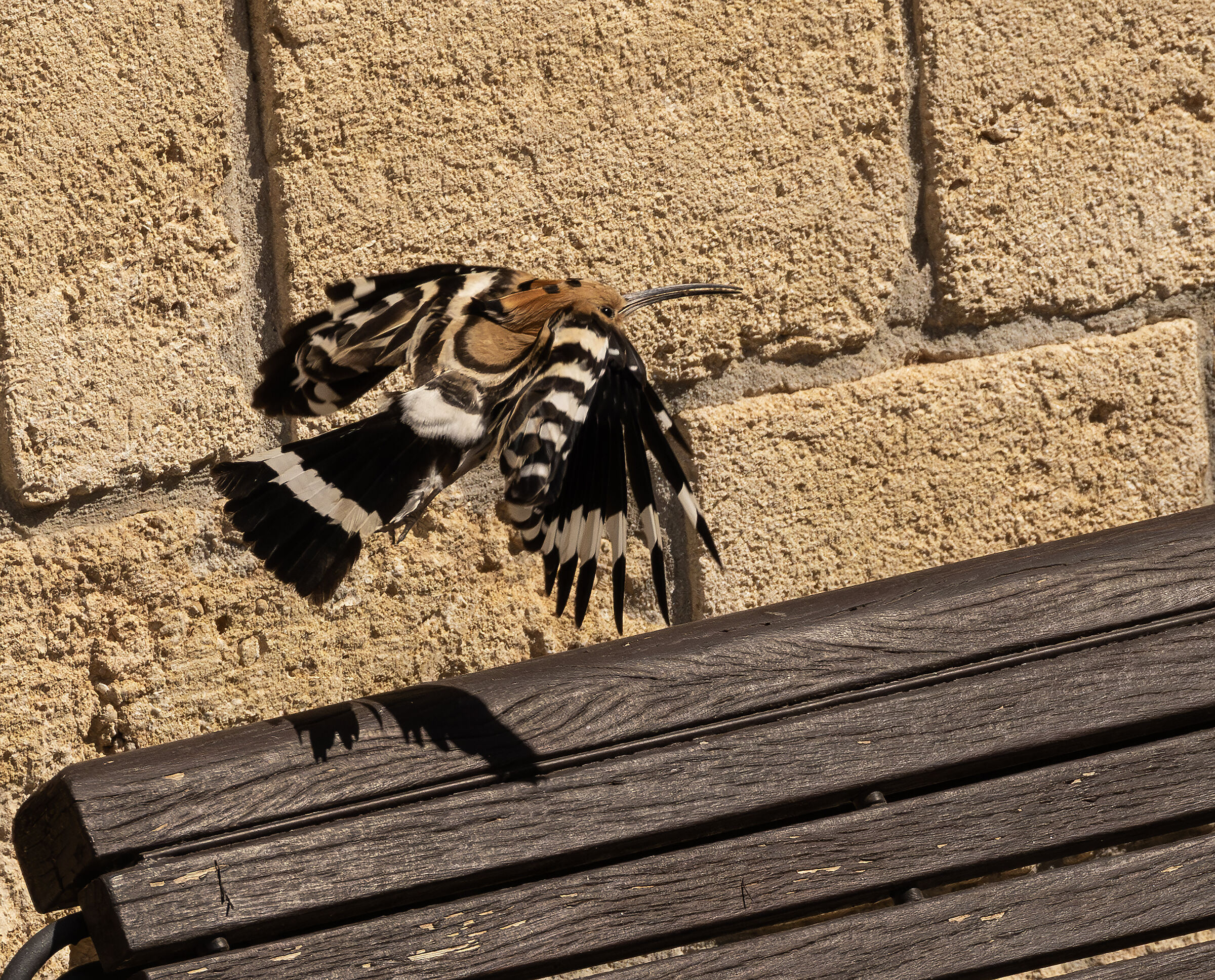 Hoopoe Flying