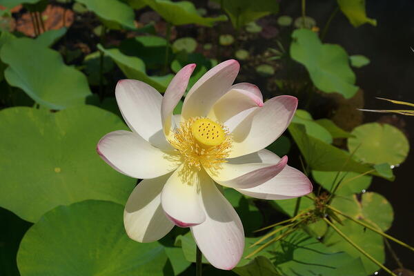 Foto