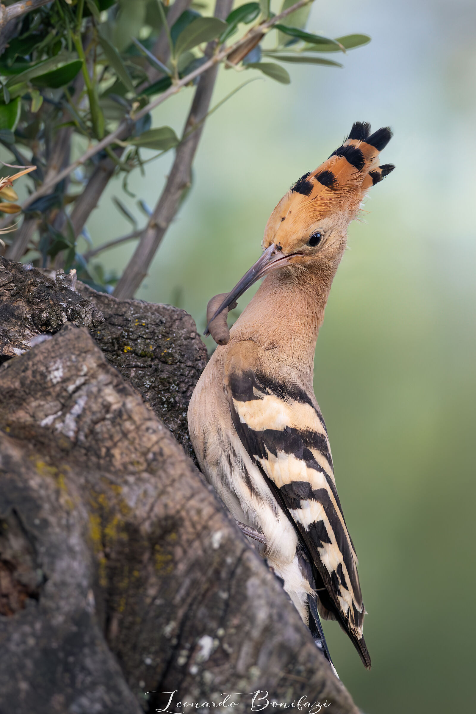 Hoopoe