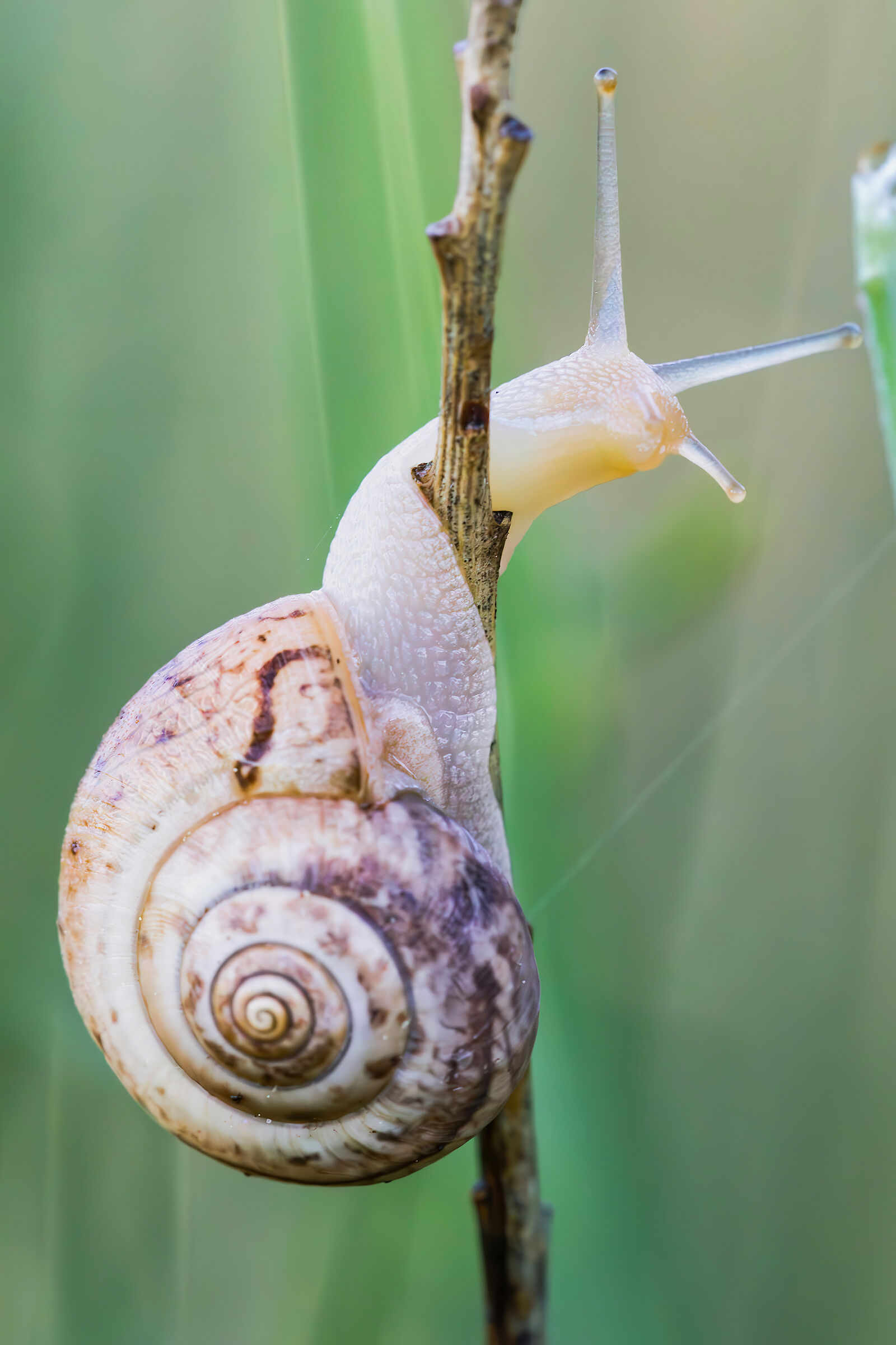 Snail