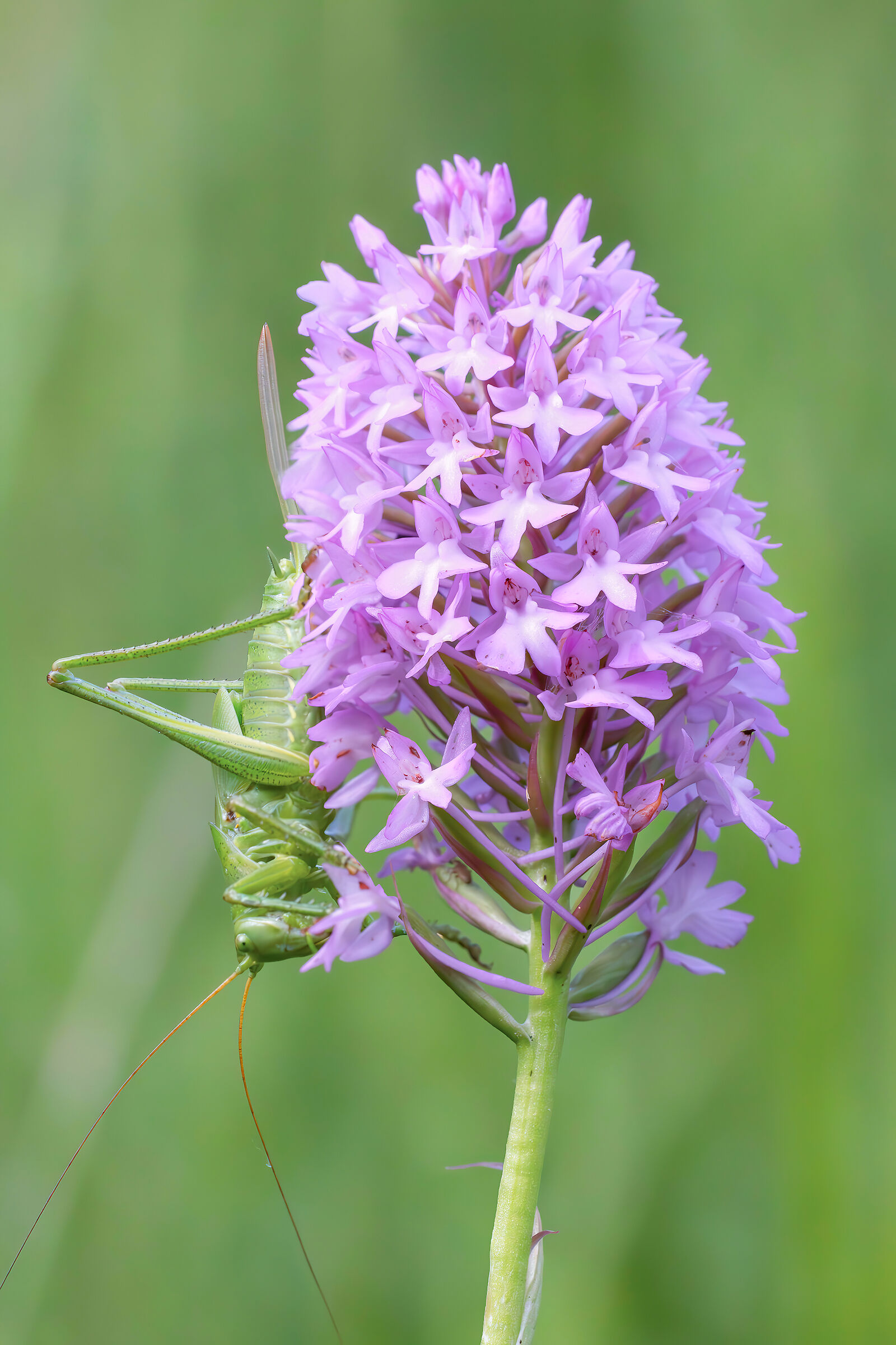 Pyramid orchid with tenant