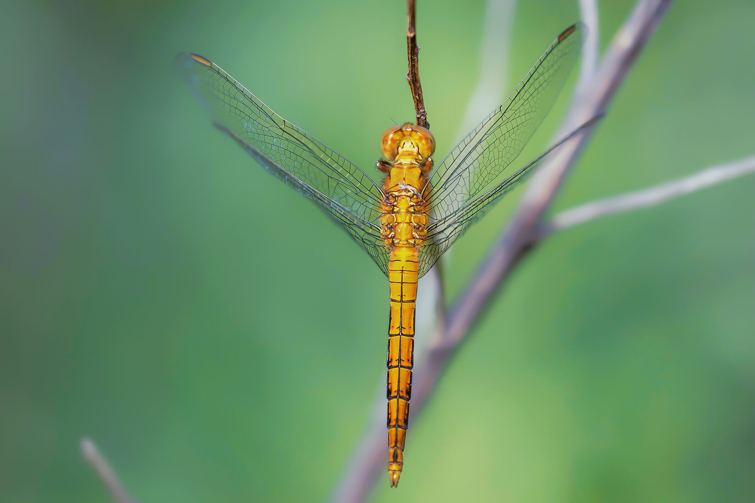 Orthetrum brunneum