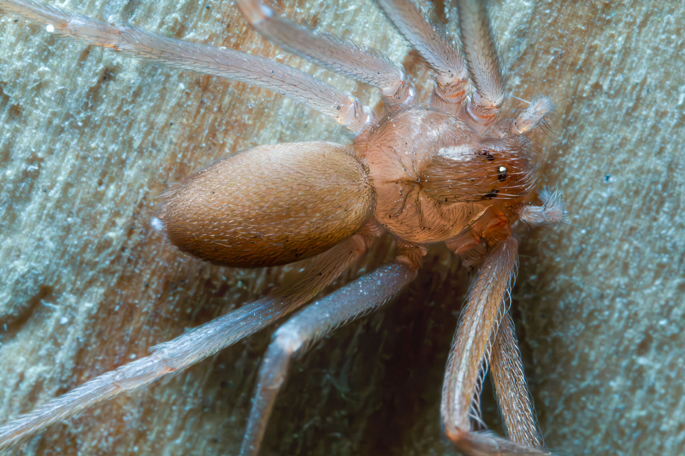 Loxosceles rufescens