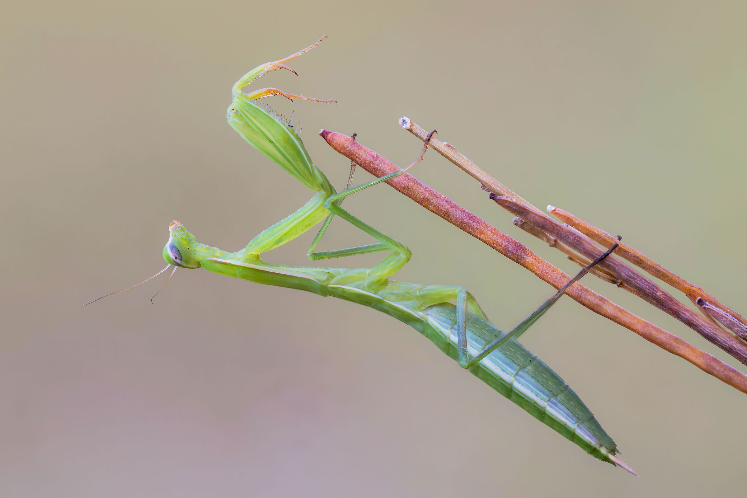 Mantis religiosa