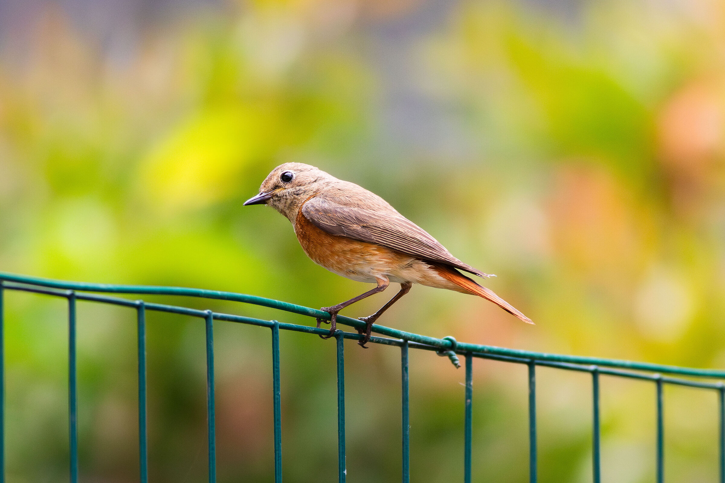 Redstart look