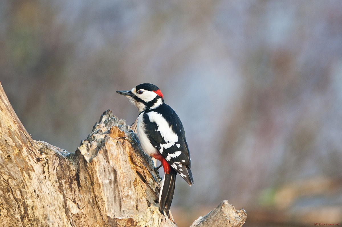 Picchio Rosso Maggiore Maschio -denrocopos major